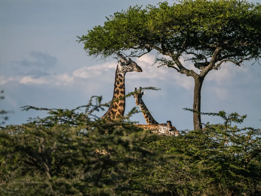 Two giraffes among acacia trees in Maasai Mara National Reserve, Kenya