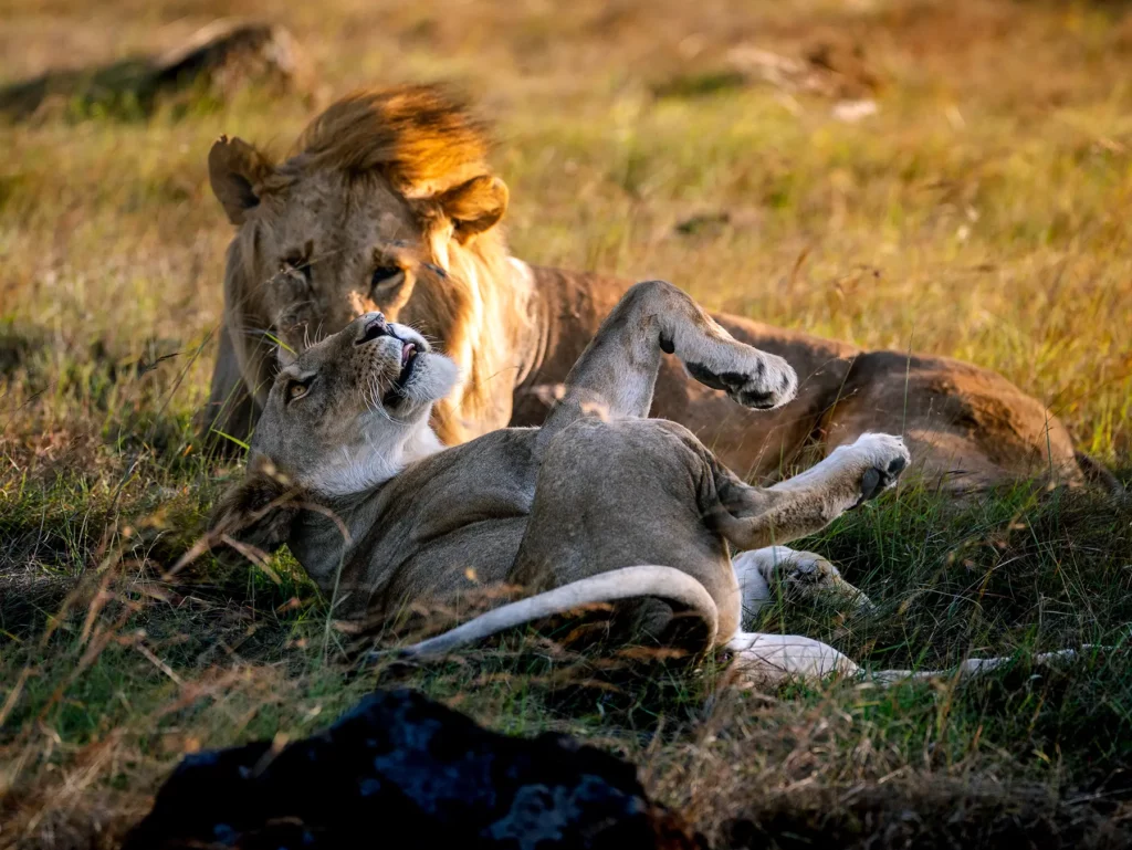 Male lion and lioness resting together in Maasai Mara National Reserve, Kenya