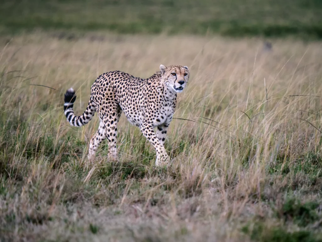 Cheetah walking through tall grass in Maasai Mara National Reserve, Kenya