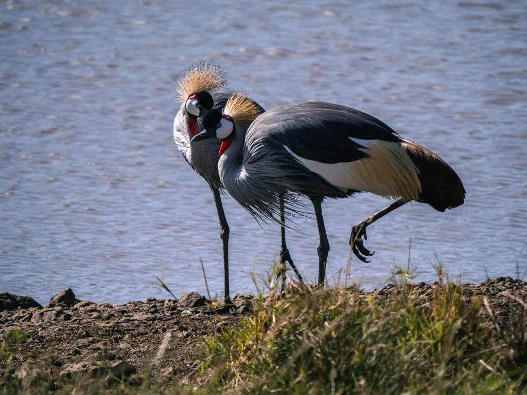 Two grey crowned cranes by water in Maasai Mara National Reserve, Kenya