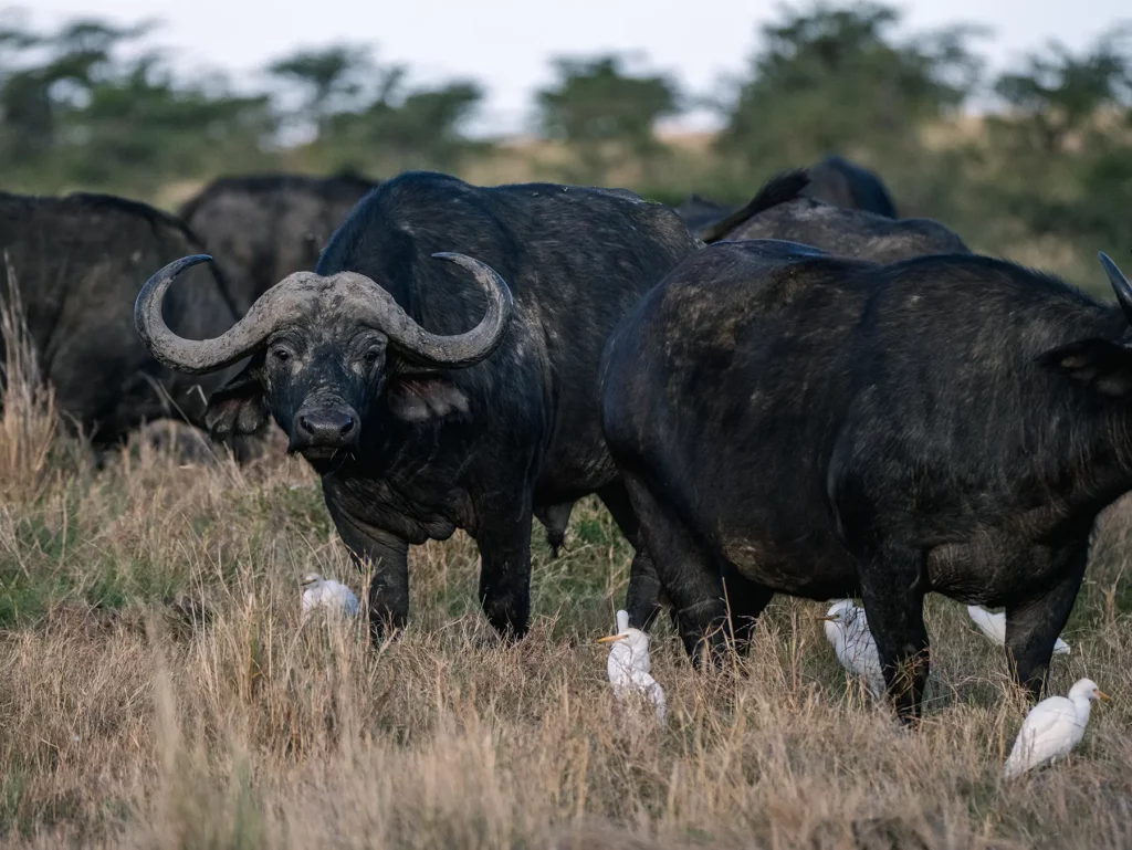 Cape buffalo herd with cattle egrets in Maasai Mara National Reserve, Kenya