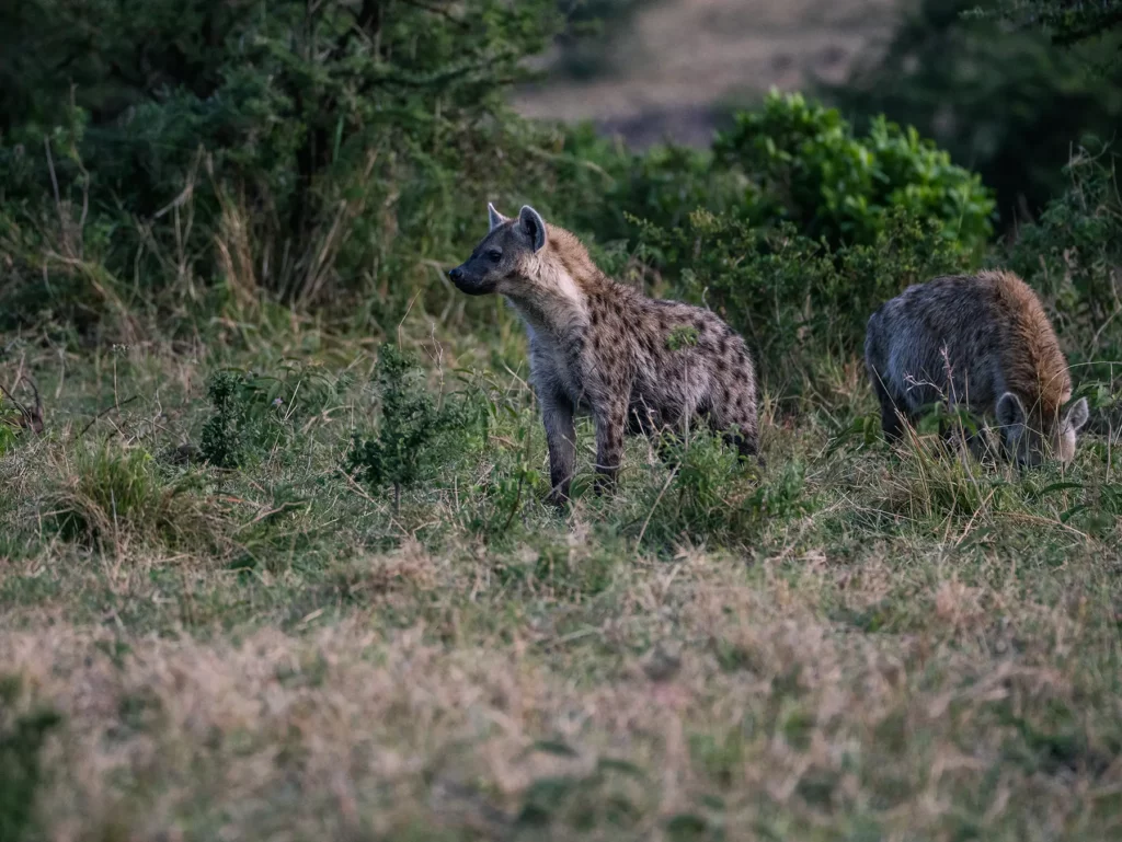Two spotted hyenas on savanna in Maasai Mara National Reserve, Kenya