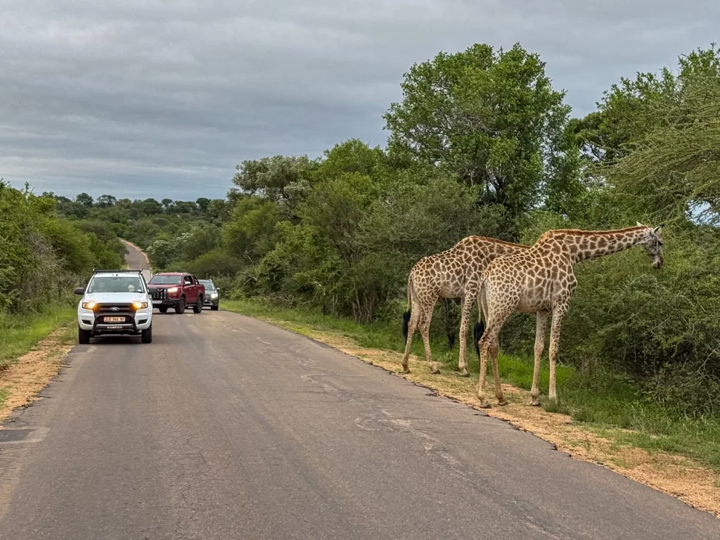 Two giraffes crossing a tarred road while vehicles wait in line on safari in Kruger National Park, South Africa