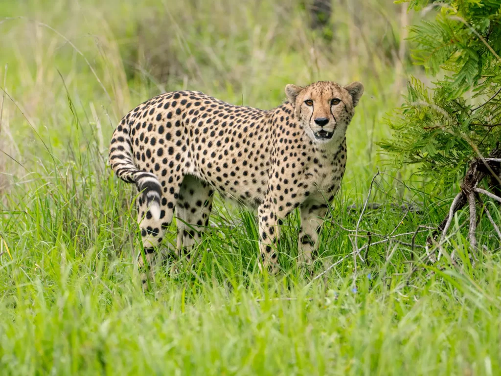 Cheetah in the grass in Manyeleti Game Reserve, South Africa