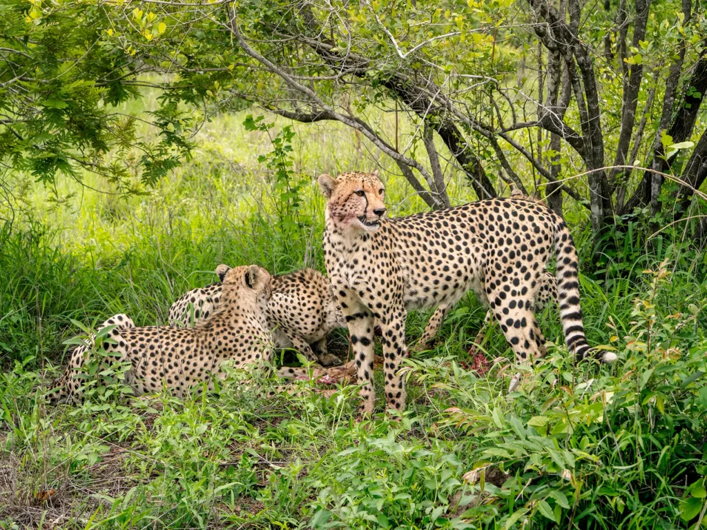 Pair of cheetahs resting in the shade beneath bushveld trees on safari in the Manyeleti Game Reserve, South Africa
