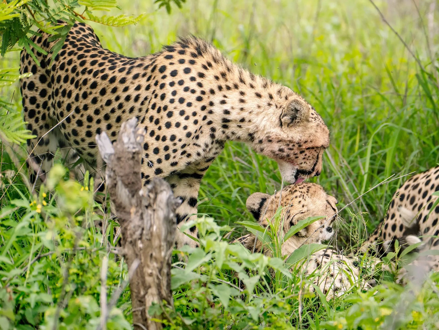 Two cheetahs grooming each other in tall green grass on safari in the Manyeleti Game Reserve, South Africa