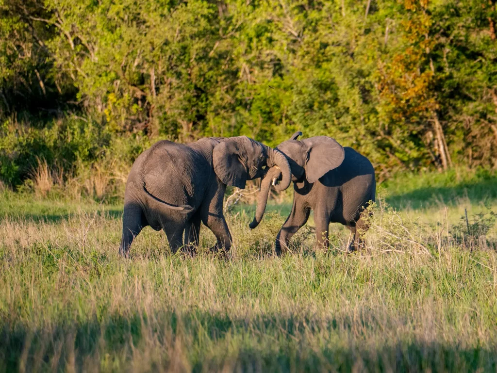 Two young elephants sparring with trunks entwined in green grass on safari in the Manyeleti Game Reserve, South Africa