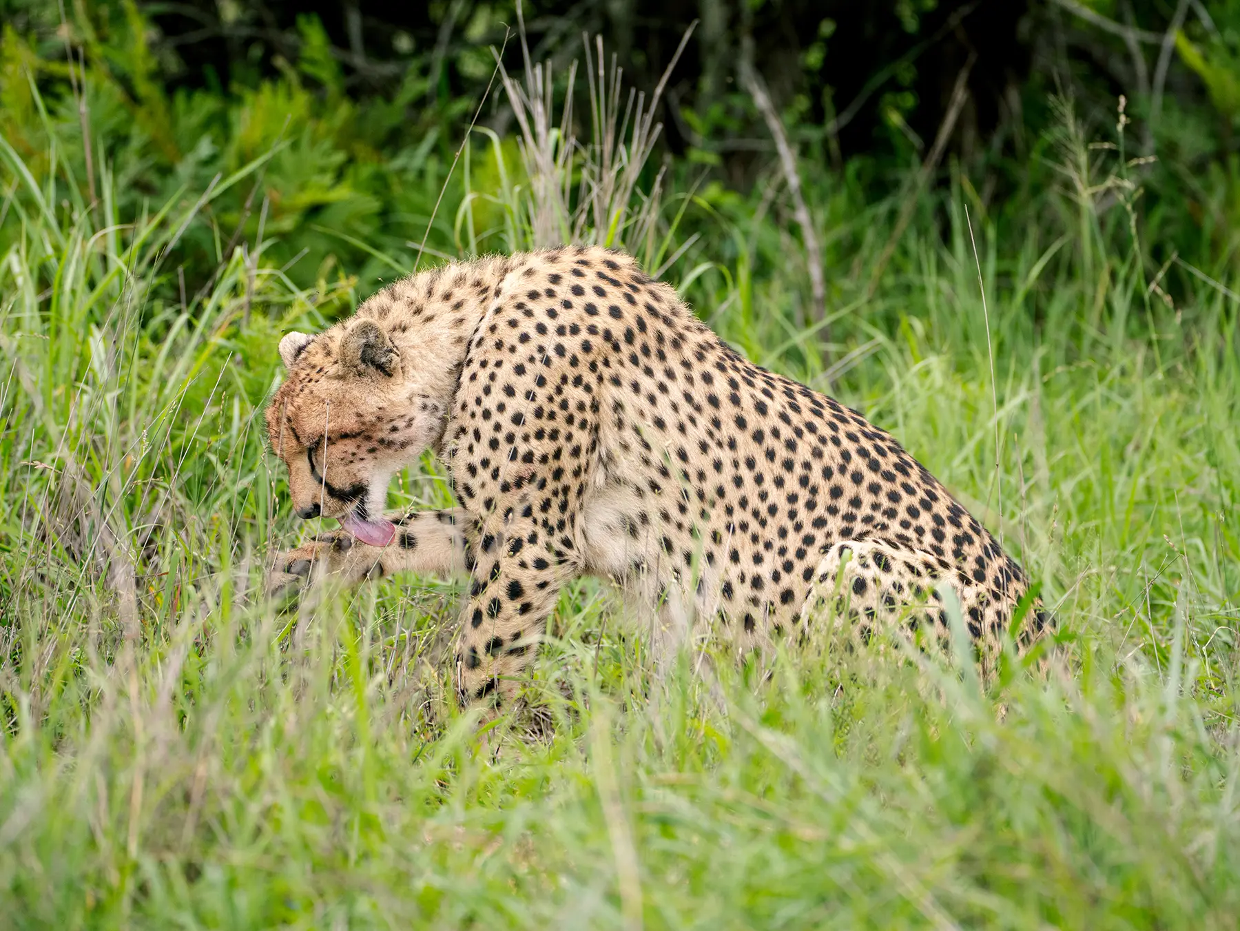 Giraffe browsing on acacia foliage surrounded by green vegetation on safari in the Manyeleti Game Reserve, South Africa