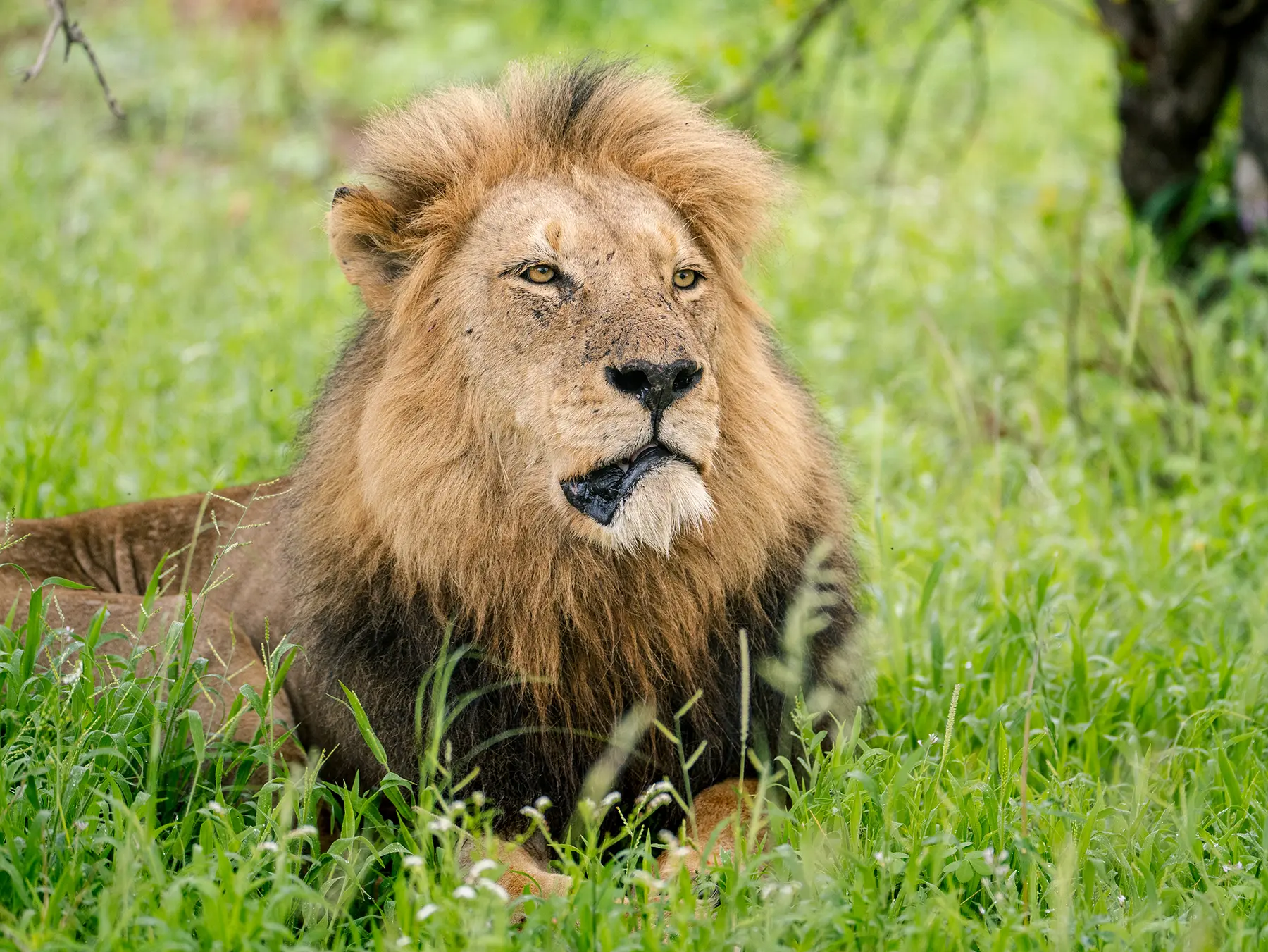 Close-up of a male lion with a golden mane resting in thick green grass on safari in the Manyeleti Game Reserve, South Africa