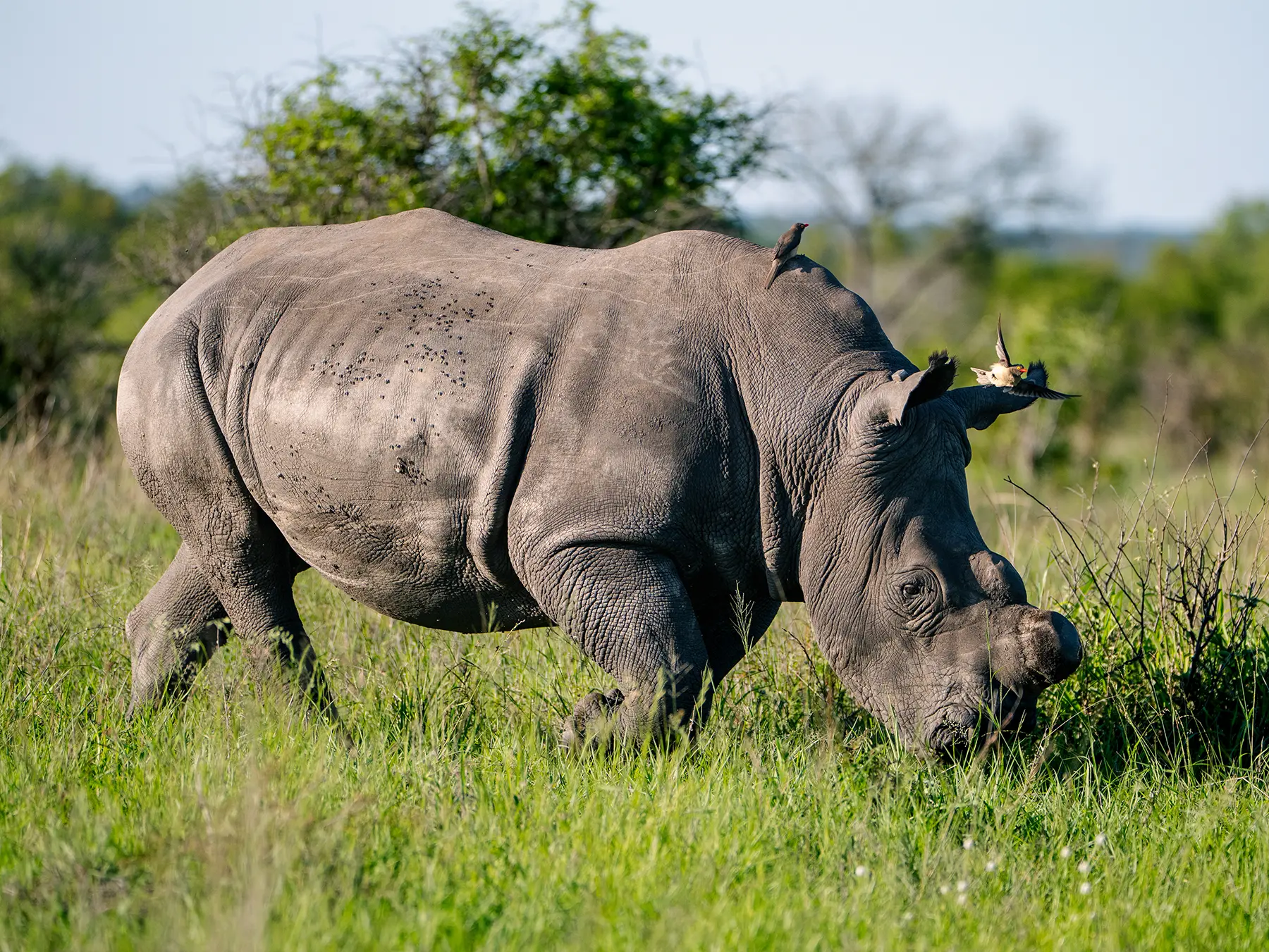 Close-up of a white rhino grazing with oxpeckers on its back on safari in the Manyeleti Game Reserve, South Africa