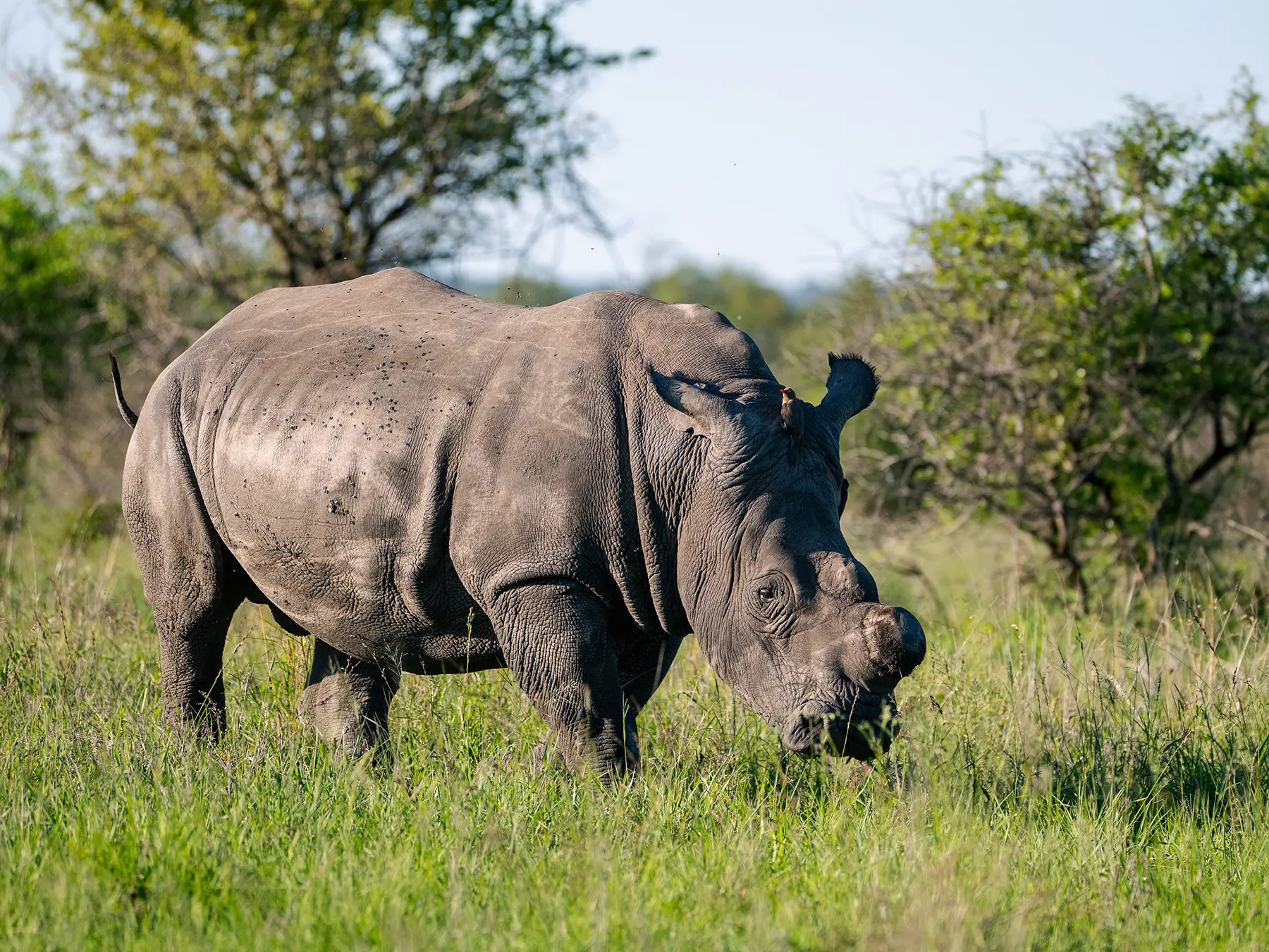 White rhino grazing in green grassland with an oxpecker on its back on safari in the Manyeleti Game Reserve, South Africa