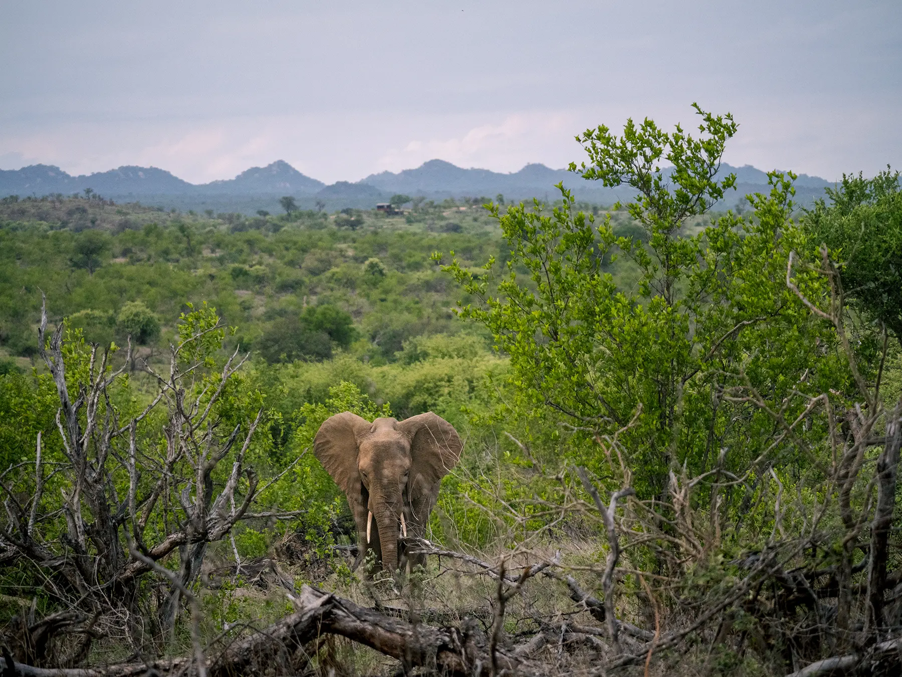 Elephant emerging from thick green vegetation with rocky hills in the background on safari in Olifants West Game Reserve, South Africa