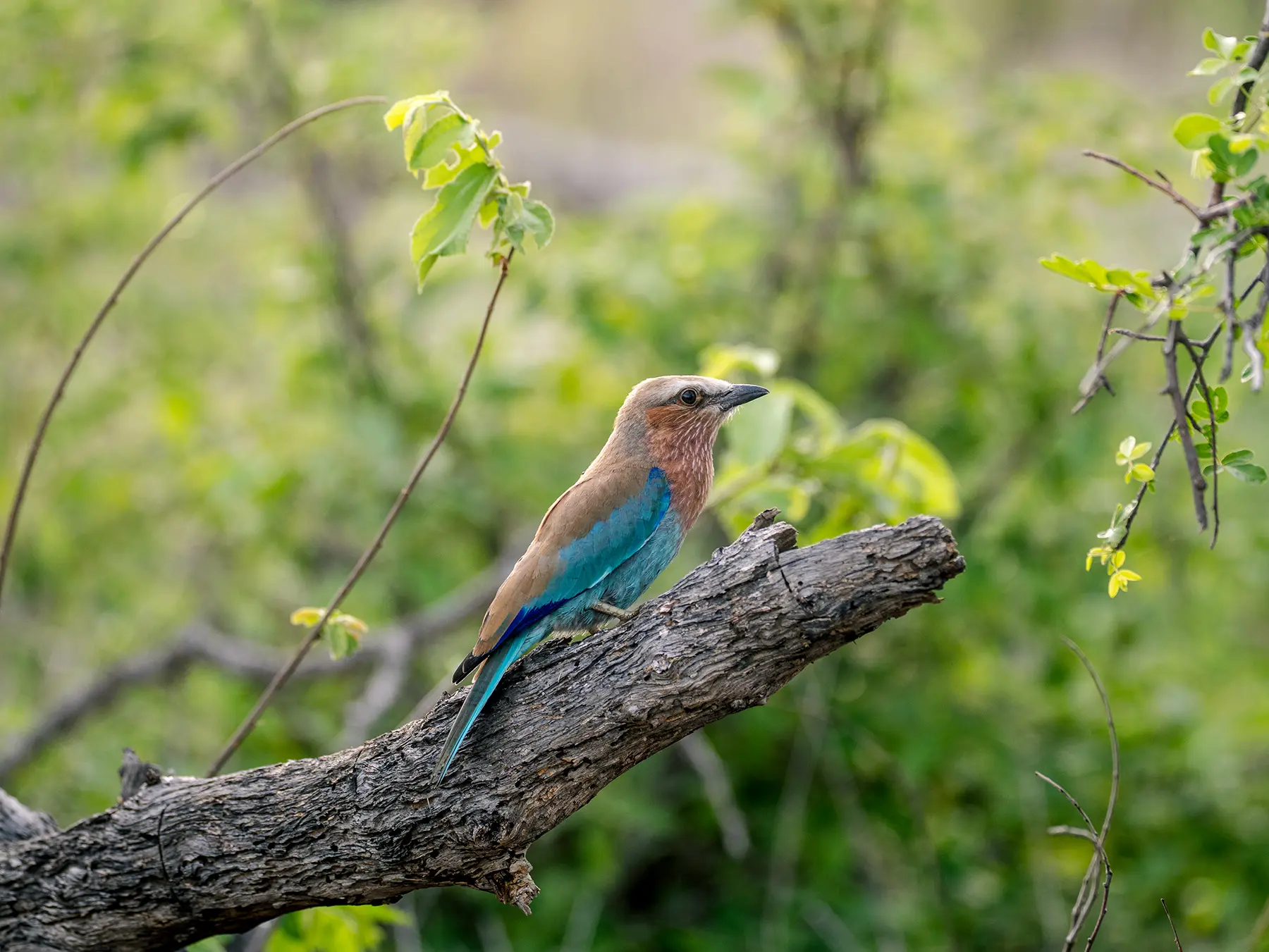 European roller perched on a dead branch surrounded by fresh green leaves on safari in Olifants West Game Reserve, South Africa