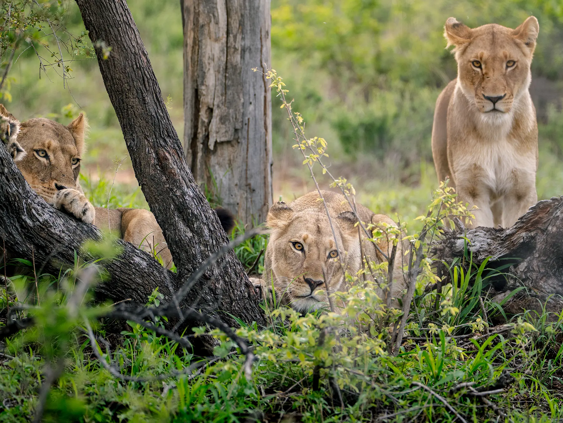 Three lions resting among fallen logs and green vegetation on safari in Olifants West Game Reserve, South Africa