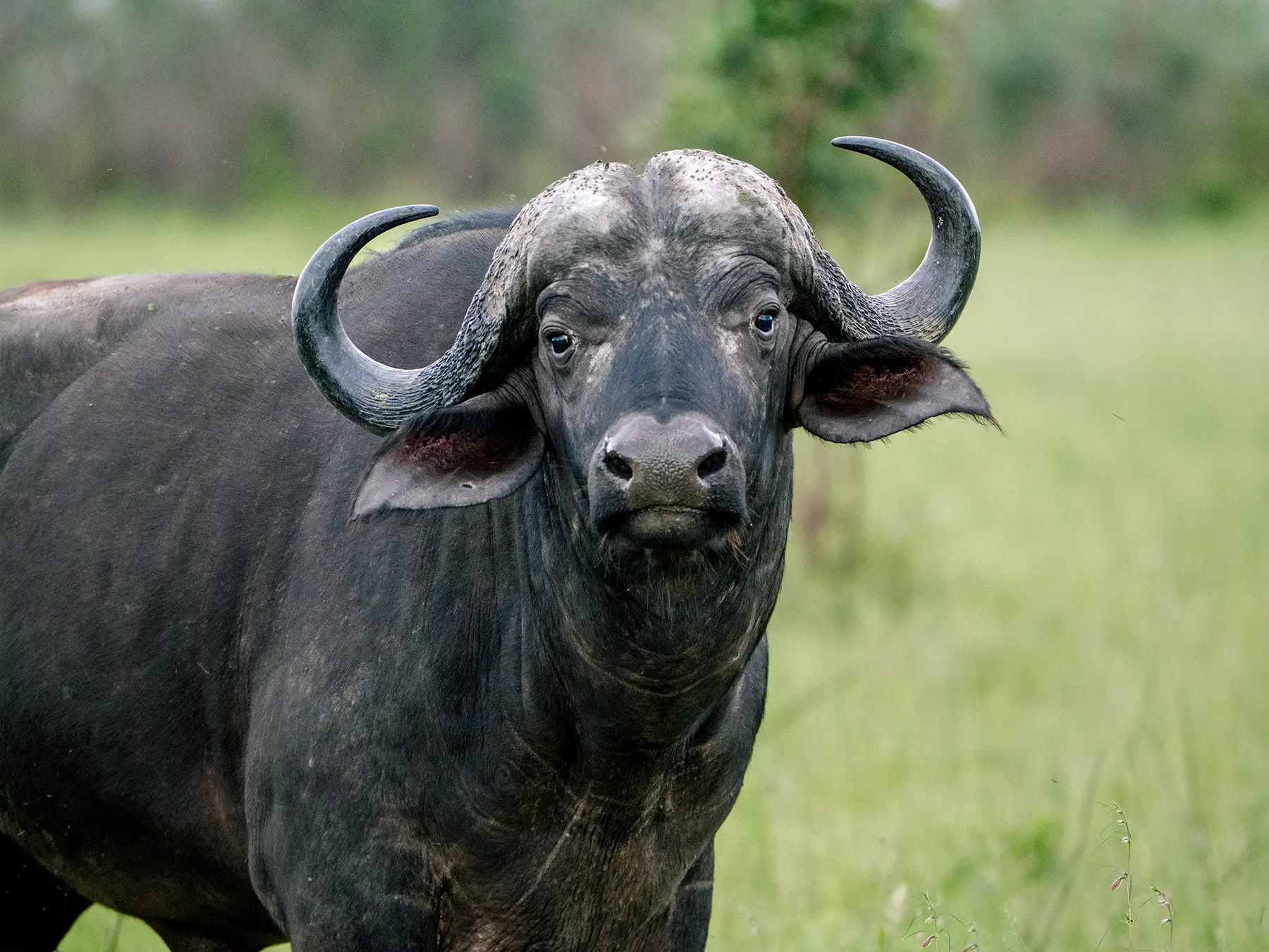 Close-up portrait of a Cape buffalo bull staring directly at the camera on safari in the Sabi Sand Game Reserve, South Africa
