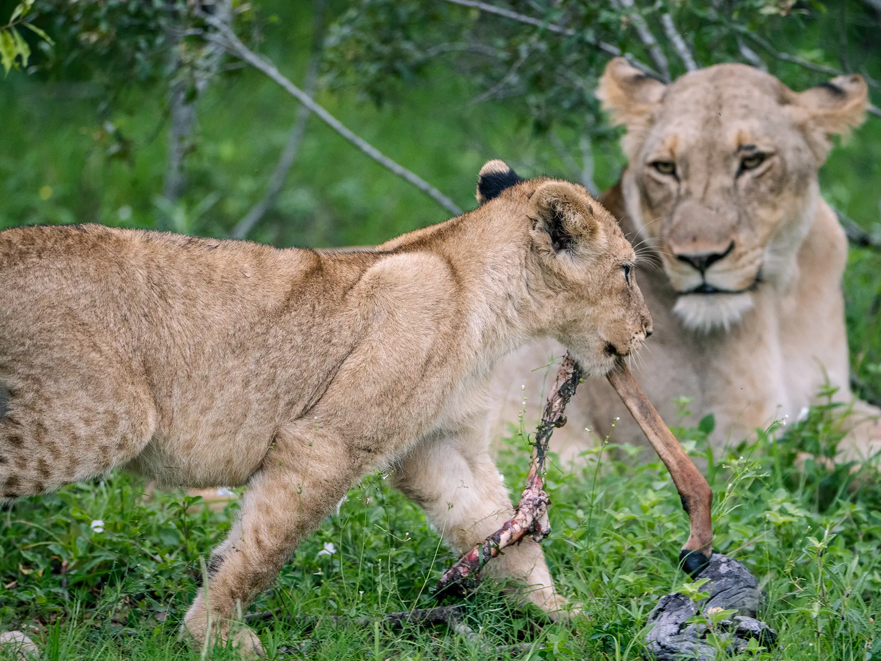 A lion cub carrying a bone past a lioness on safari in the Sabi Sand Game Reserve, South Africa
