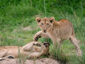 A lion cub standing over its sibling and looking at the camera on safari in the Sabi Sand Game Reserve, South Africa
