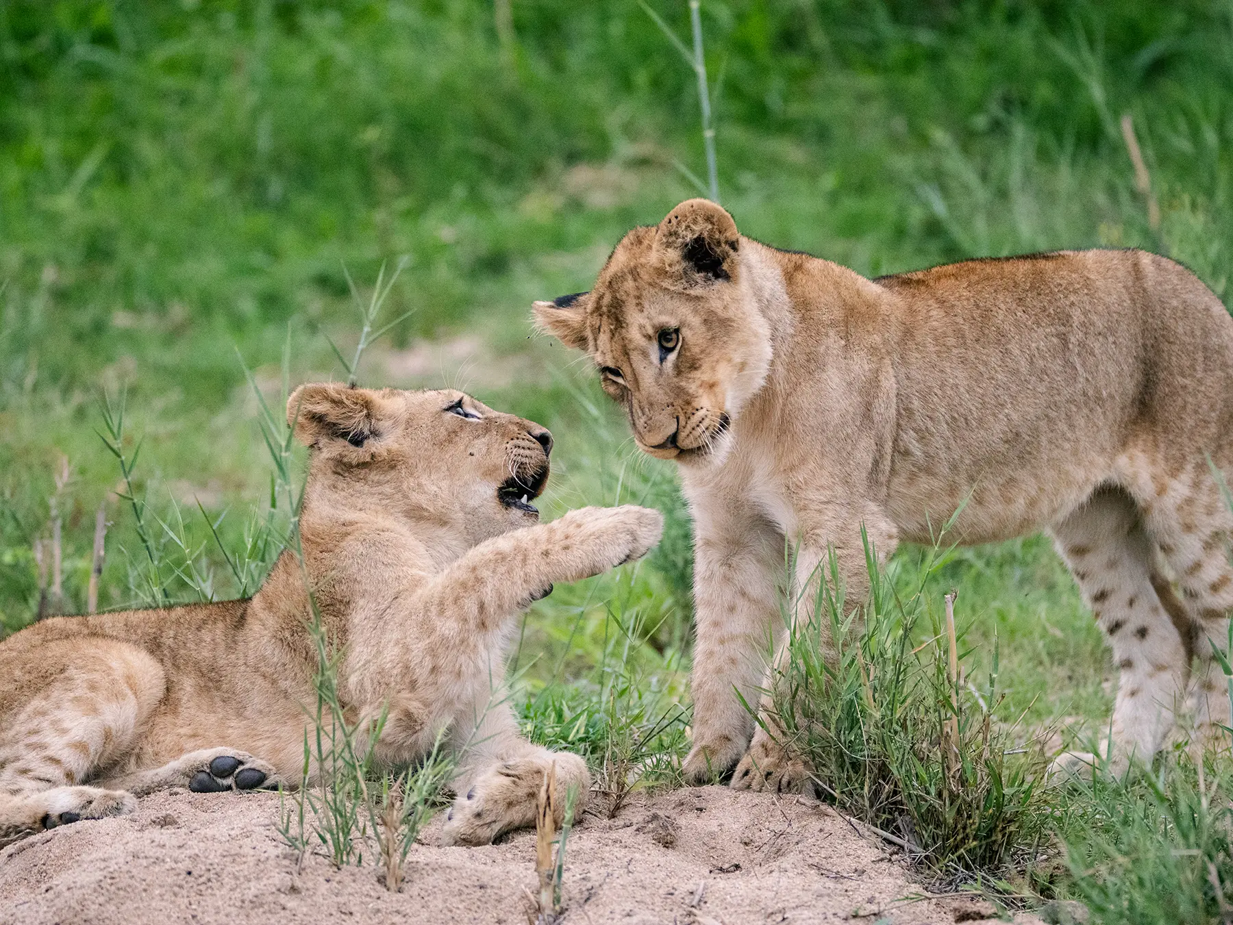 Two lion cubs play fighting on a sandy bank with one reaching up from the ground on safari in Sabi Sand Game Reserve, South Africa
