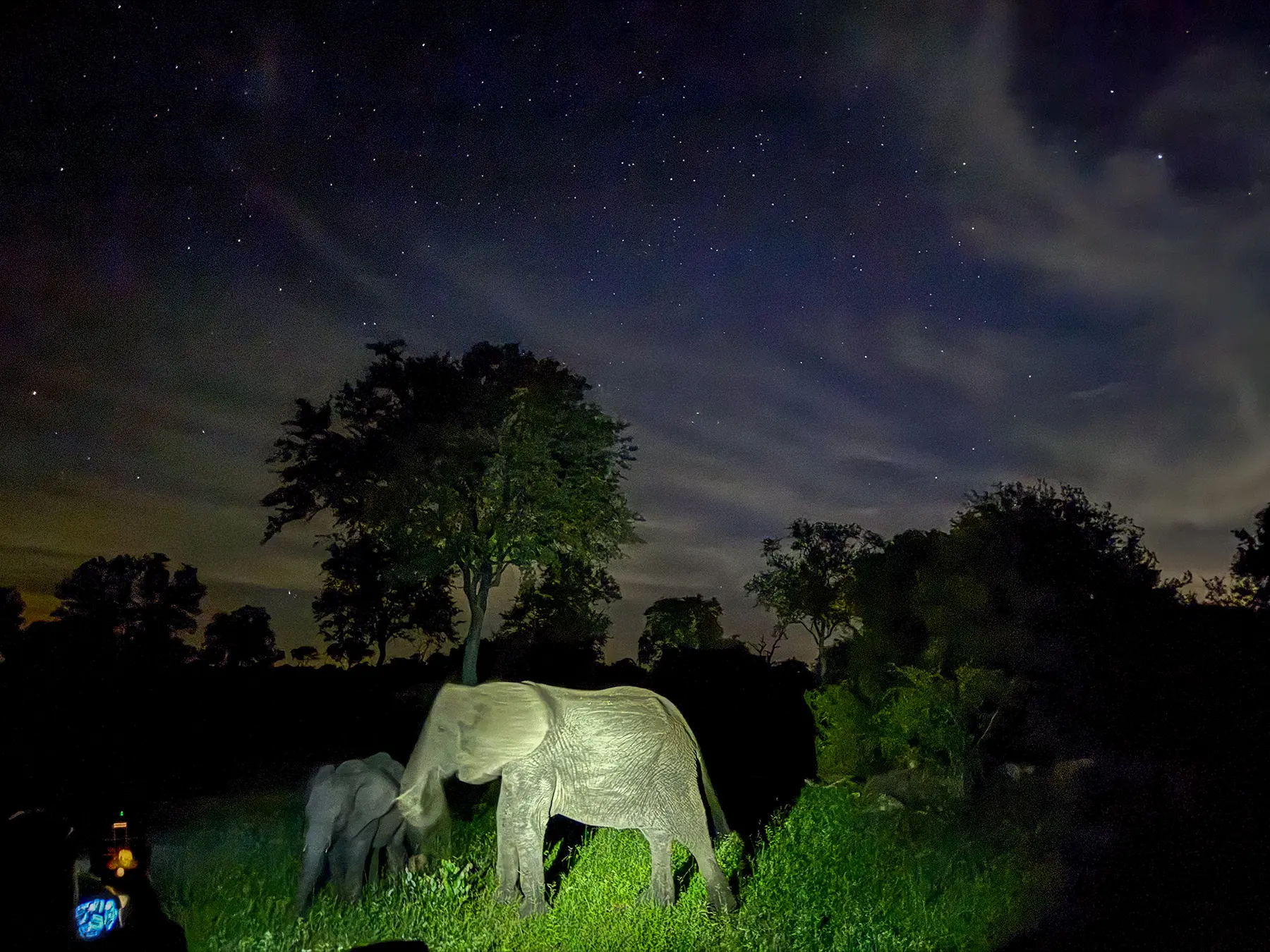 An elephant cow and calf browsing under a starry night sky illuminated by a spotlight on safari in Sabi Sand Game Reserve, South Africa