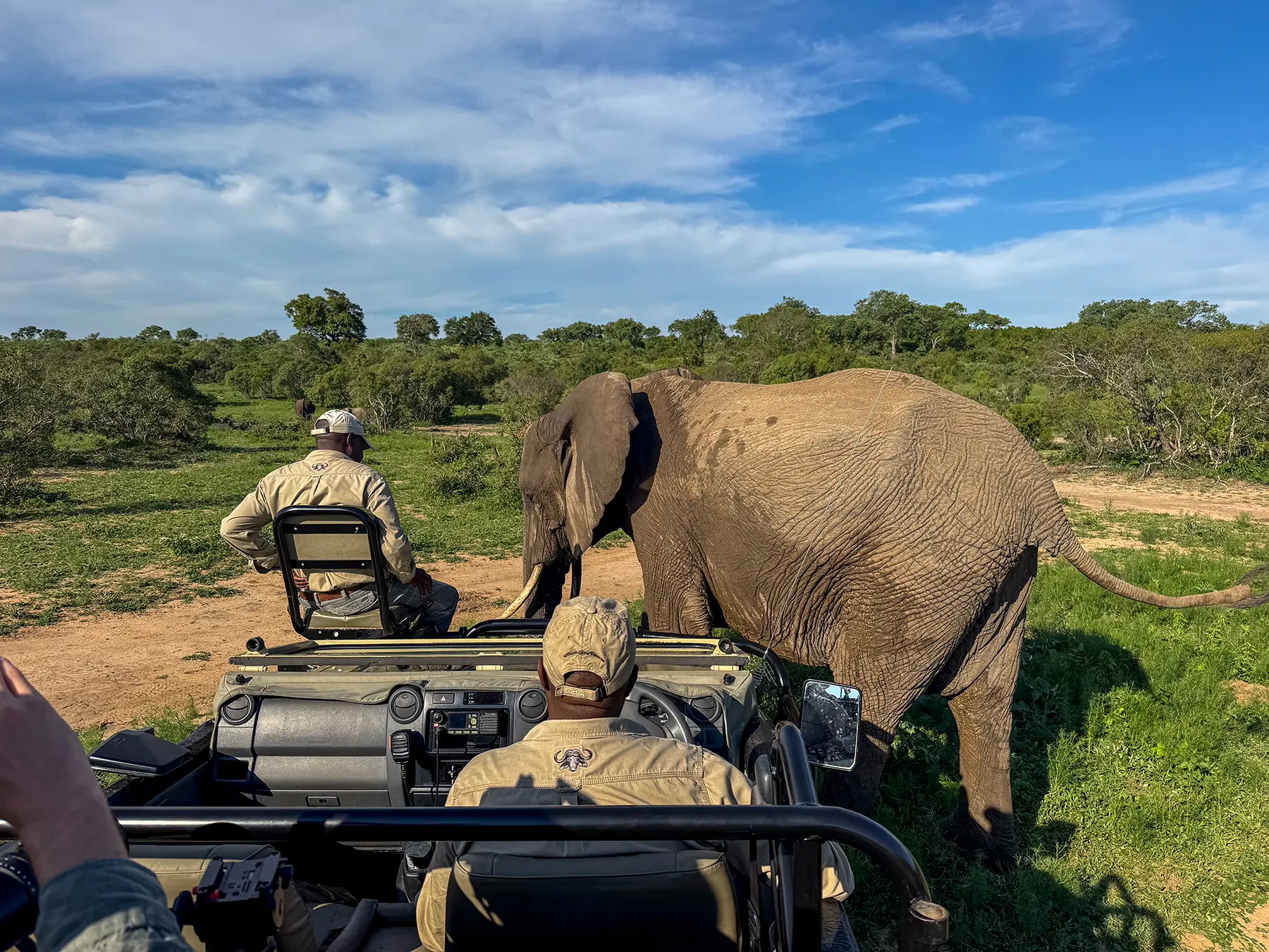 Close encounter with an elephant walking past an open safari vehicle as the tracker watches from the front seat on safari in Sabi Sand Game Reserve, South Africa