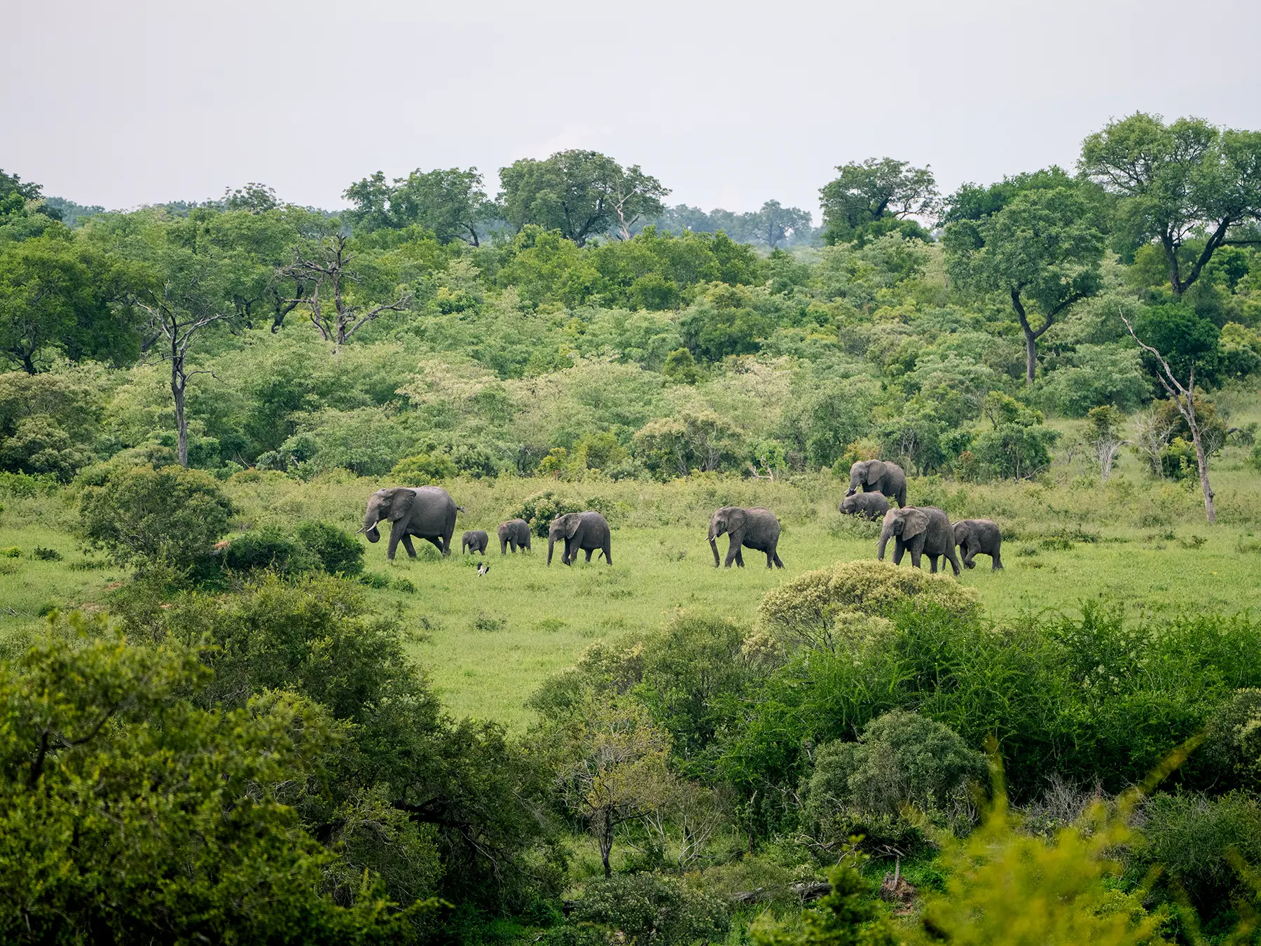 Elephant breeding herd crossing a green floodplain with calves among the adults on safari in Sabi Sand Game Reserve, South Africa