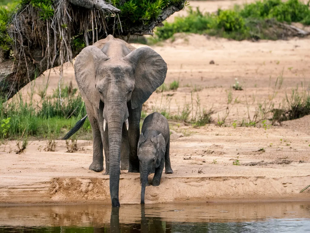 Elephant cow and calf standing at the river's edge drinking on safari in Sabi Sand Game Reserve, South Africa