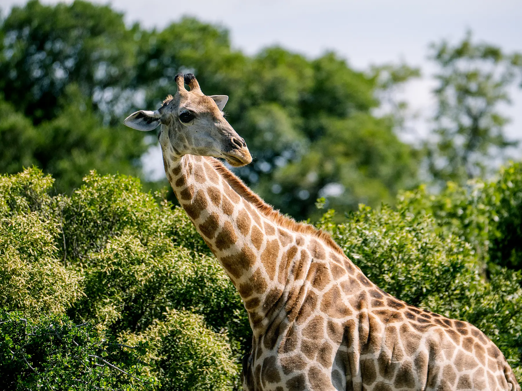 A giraffe's head and neck rising above dense green bushveld on safari in Sabi Sand Game Reserve, South Africa