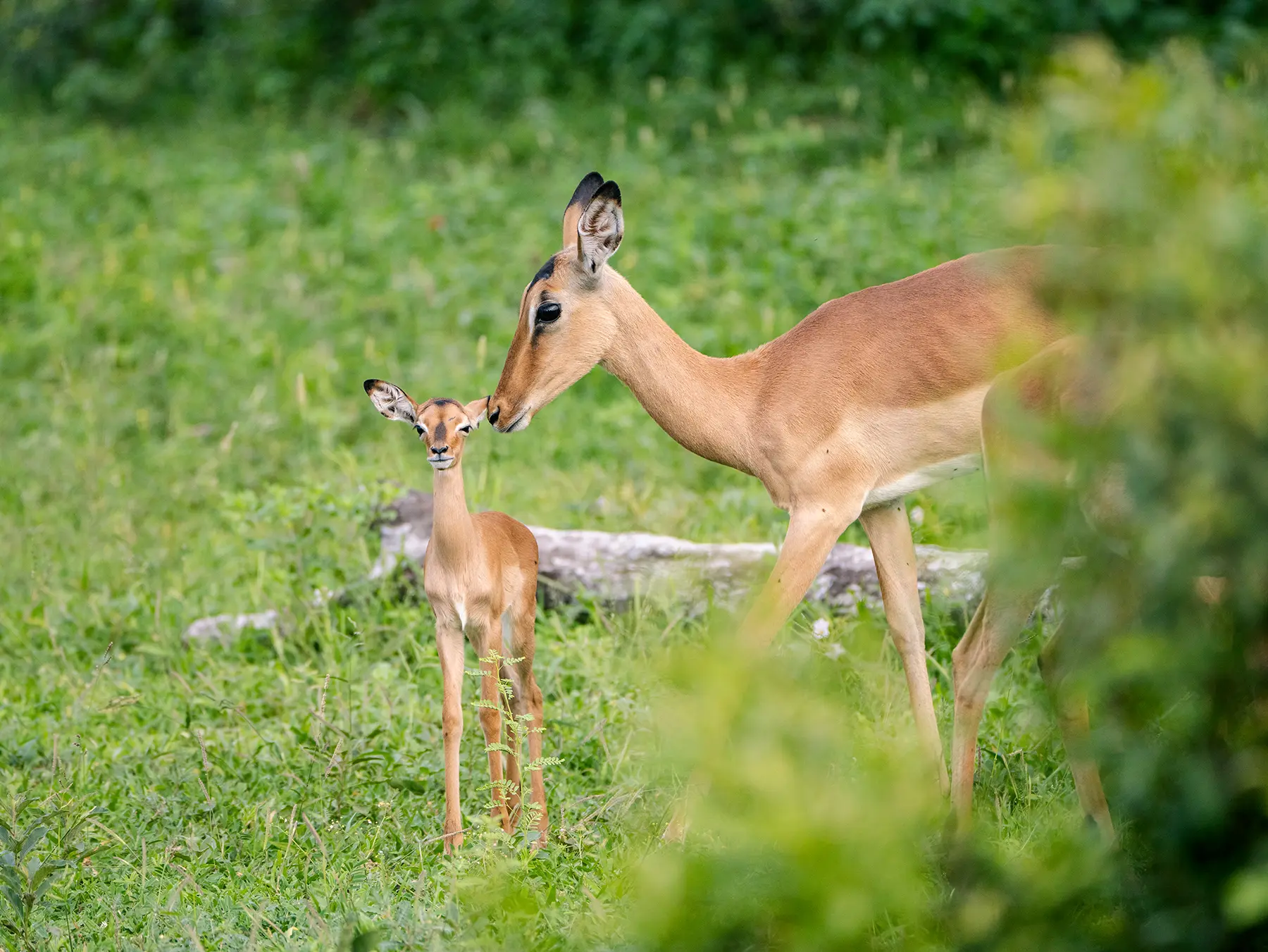 An impala mother nuzzling her young calf in lush green vegetation on safari in Sabi Sand Game Reserve, South Africa