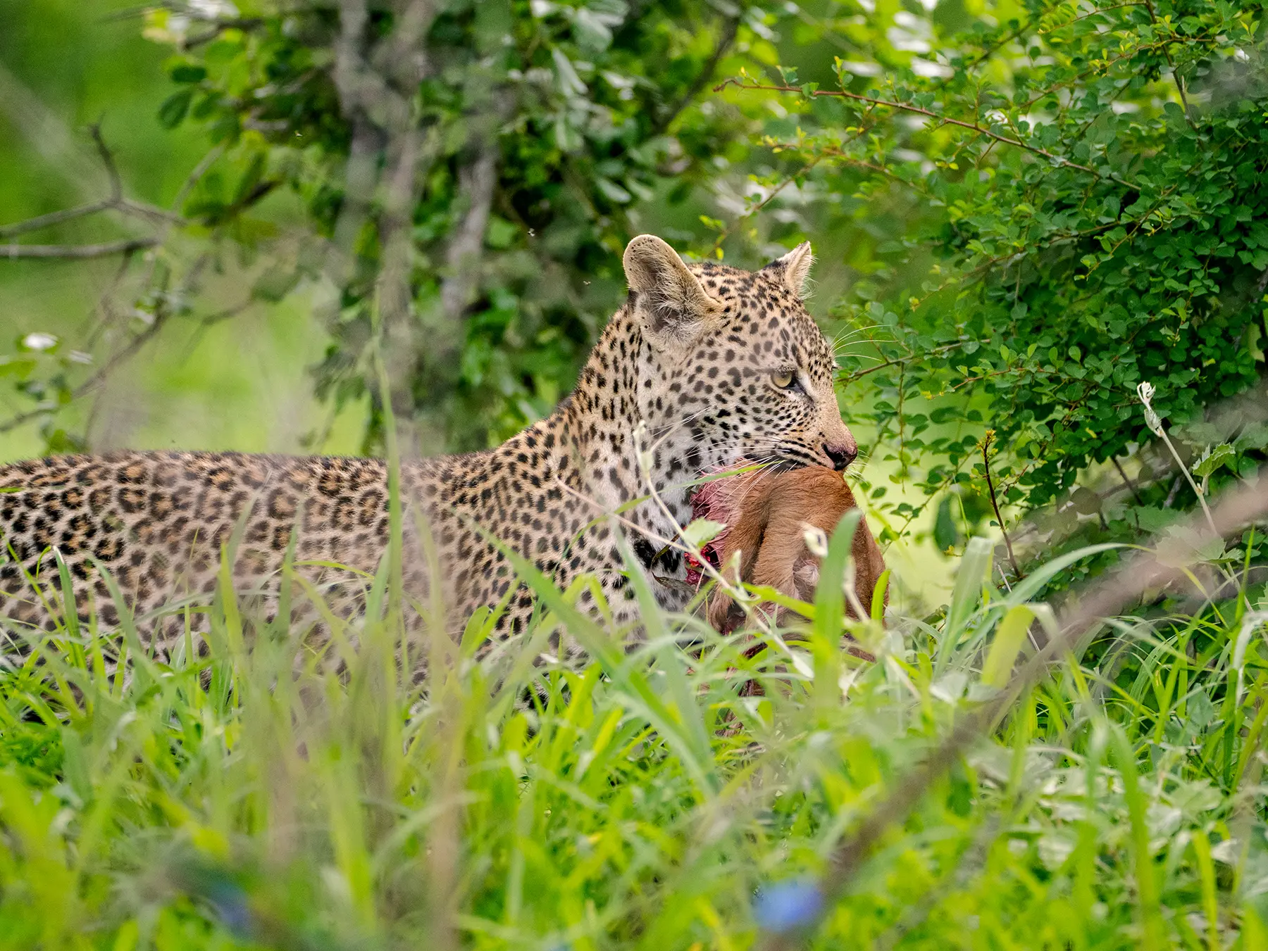 A leopard carrying an impala kill through thick green bush on safari in Sabi Sand Game Reserve, South Africa