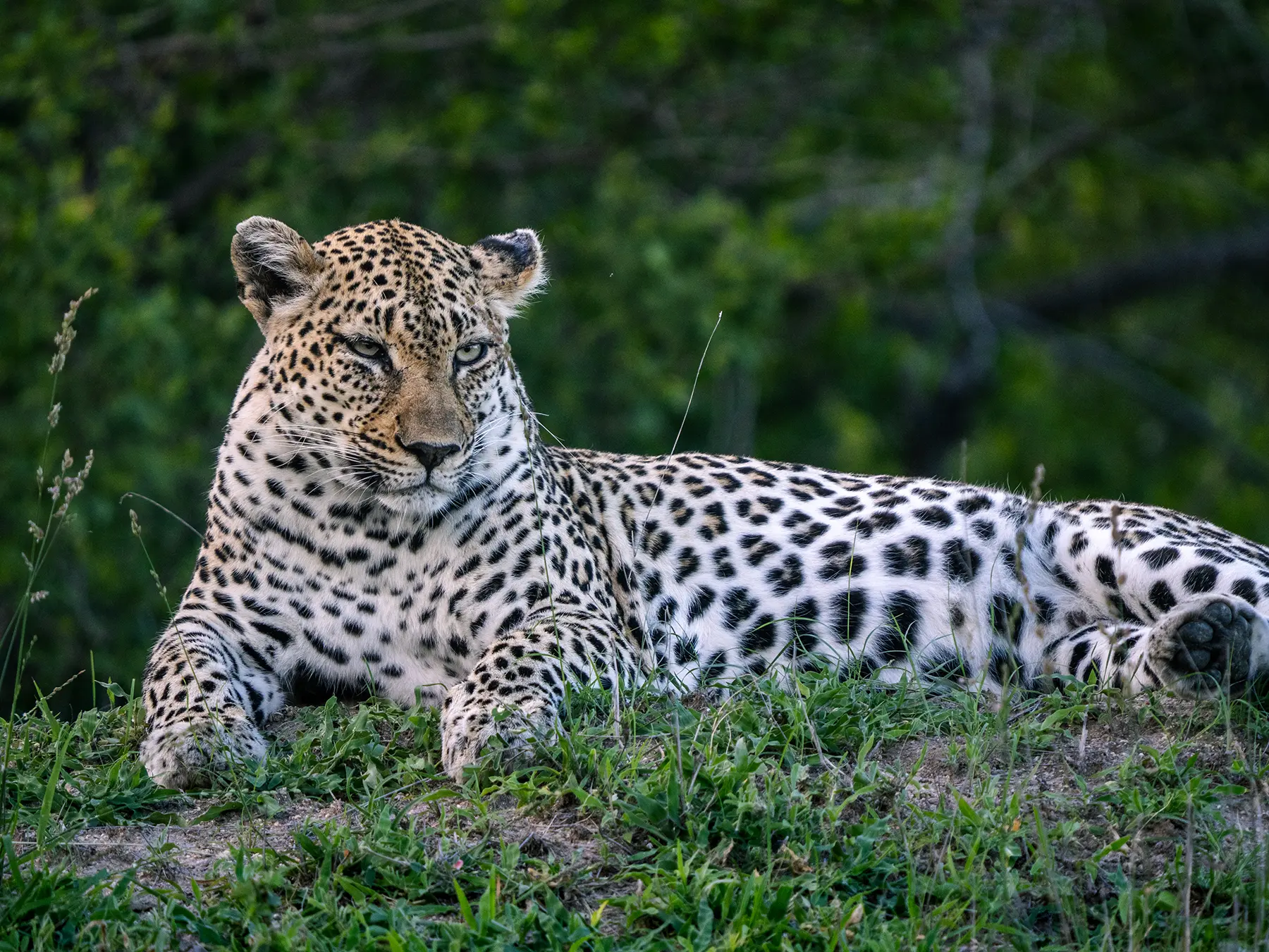 Leopard lying on a grassy bank with its head raised, showing its rosette-patterned coat in close-up on safari in Sabi Sand Game Reserve, South Africa