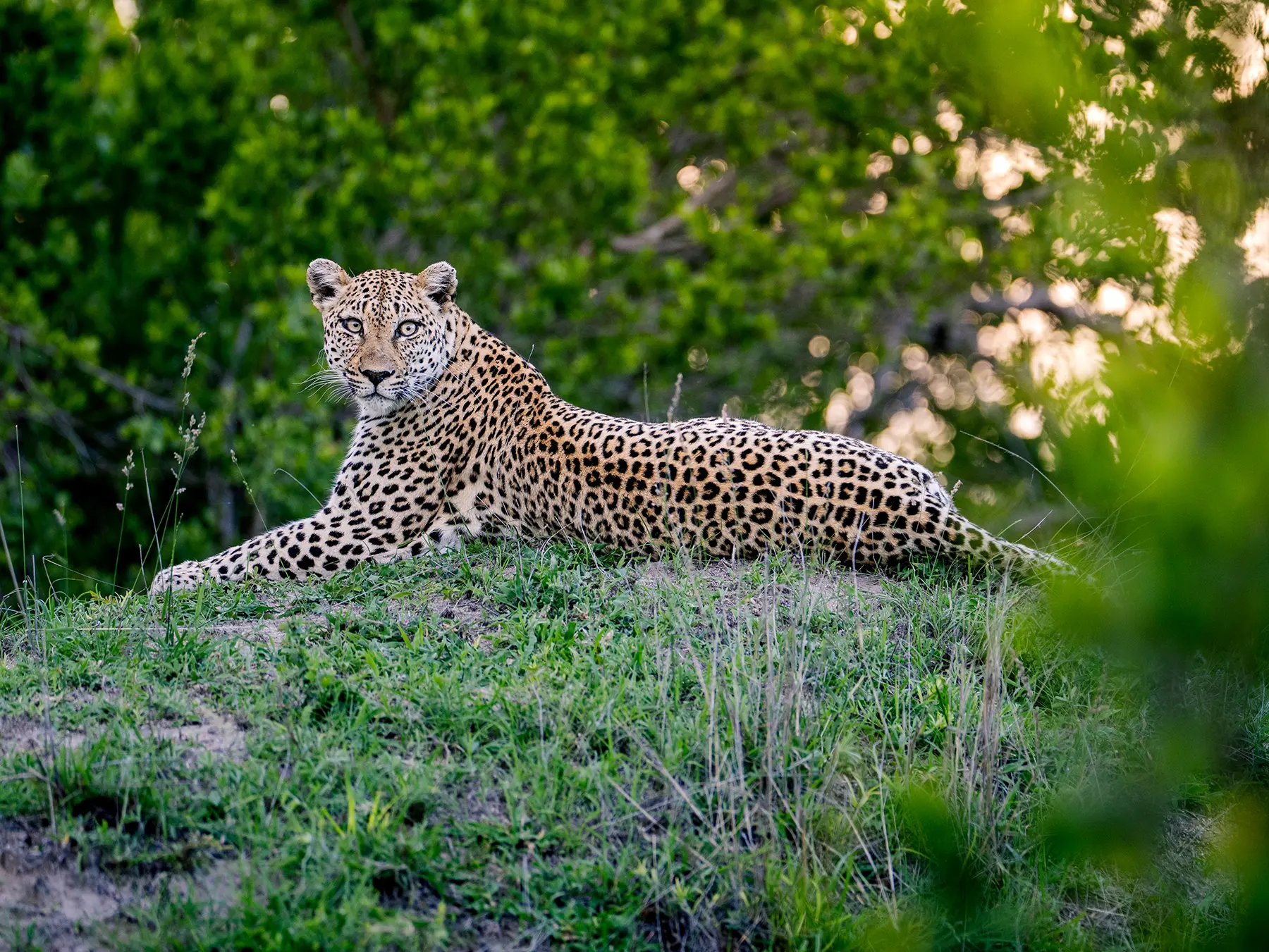 A leopard stretched out on a termite mound looking towards the camera with dense green bush behind it on safari in Sabi Sand Game Reserve, South Africa