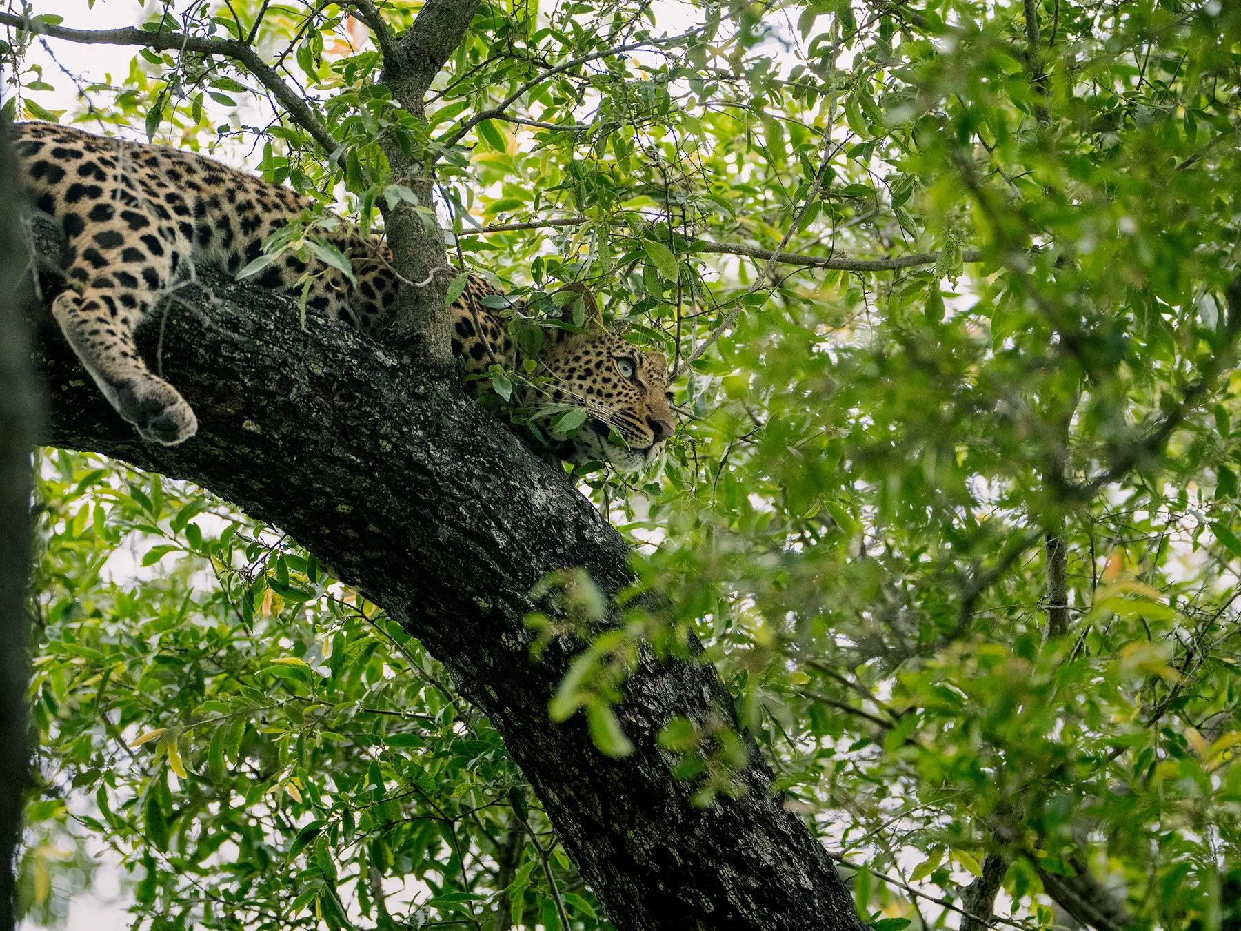A leopard resting on a branch partially hidden by dense green foliage on safari in Sabi Sand Game Reserve, South Africa