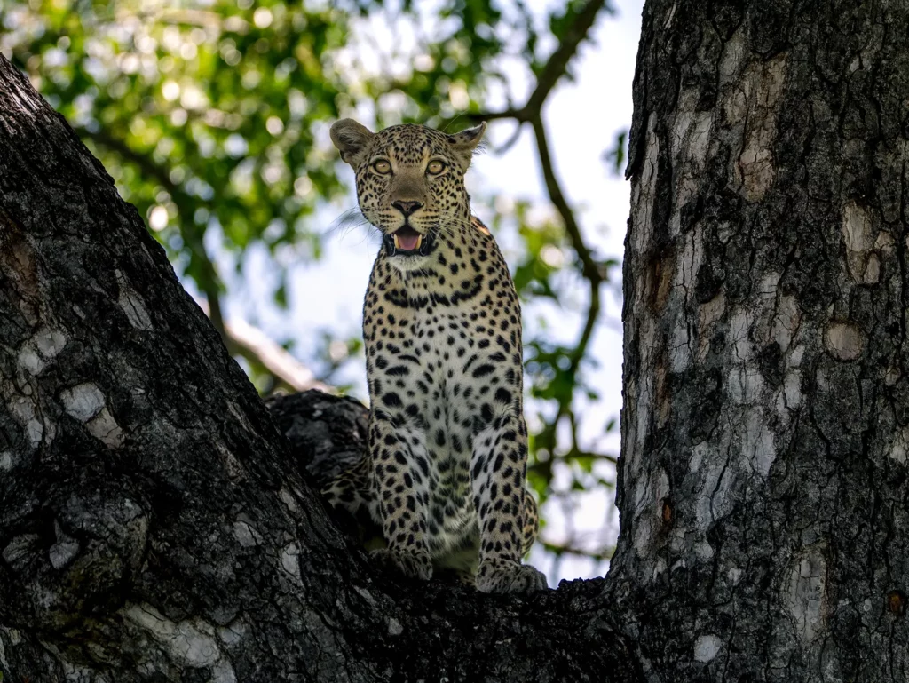 A leopard sitting upright in the fork of a large tree and looking directly at the camera on safari in Sabi Sand Game Reserve, South Africa