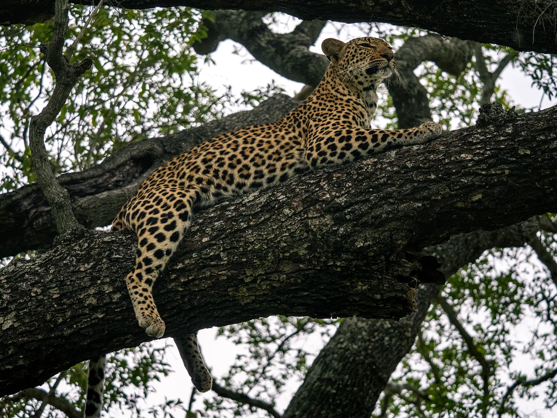 A leopard reclining on a thick tree branch and gazing upward through the canopy on safari in Sabi Sand Game Reserve, South Africa
