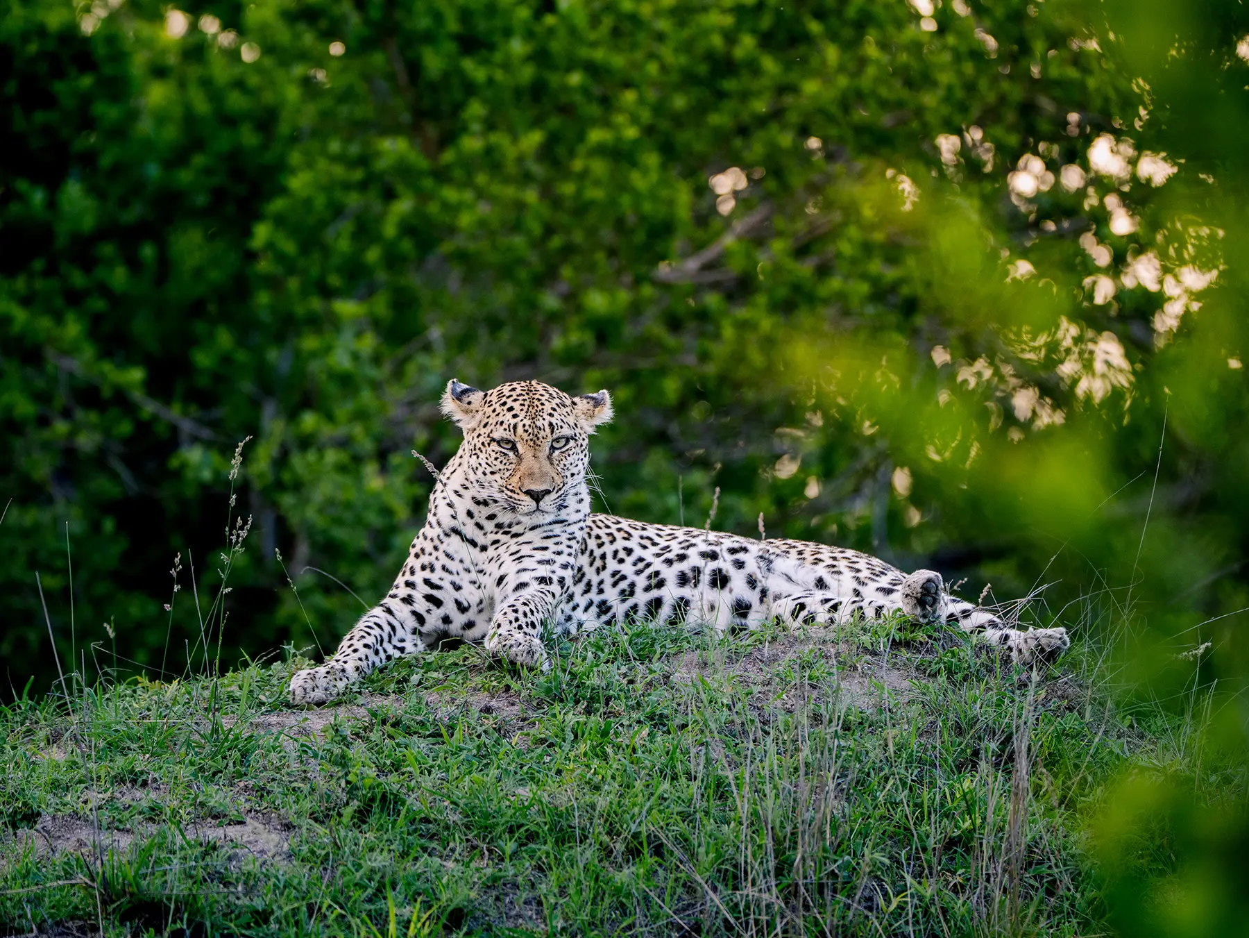 A leopard lying on a grassy termite mound surrounded by dense green vegetation, looking towards the camera on safari in Sabi Sand Game Reserve, South Africa