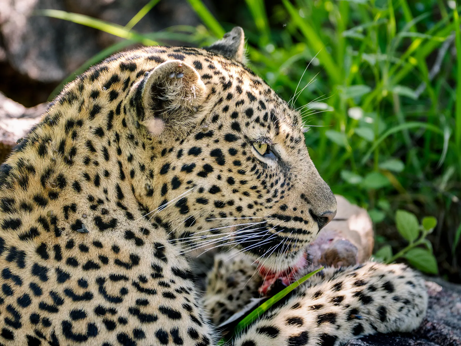 A close-up side profile of a leopard with its golden eye and whiskers in sharp detail on safari in Sabi Sand Game Reserve, South Africa