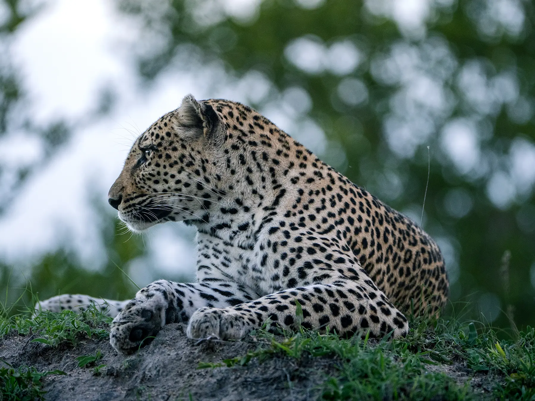 A leopard in side profile resting on a termite mound with soft bokeh foliage behind it on safari in Sabi Sand Game Reserve, South Africa