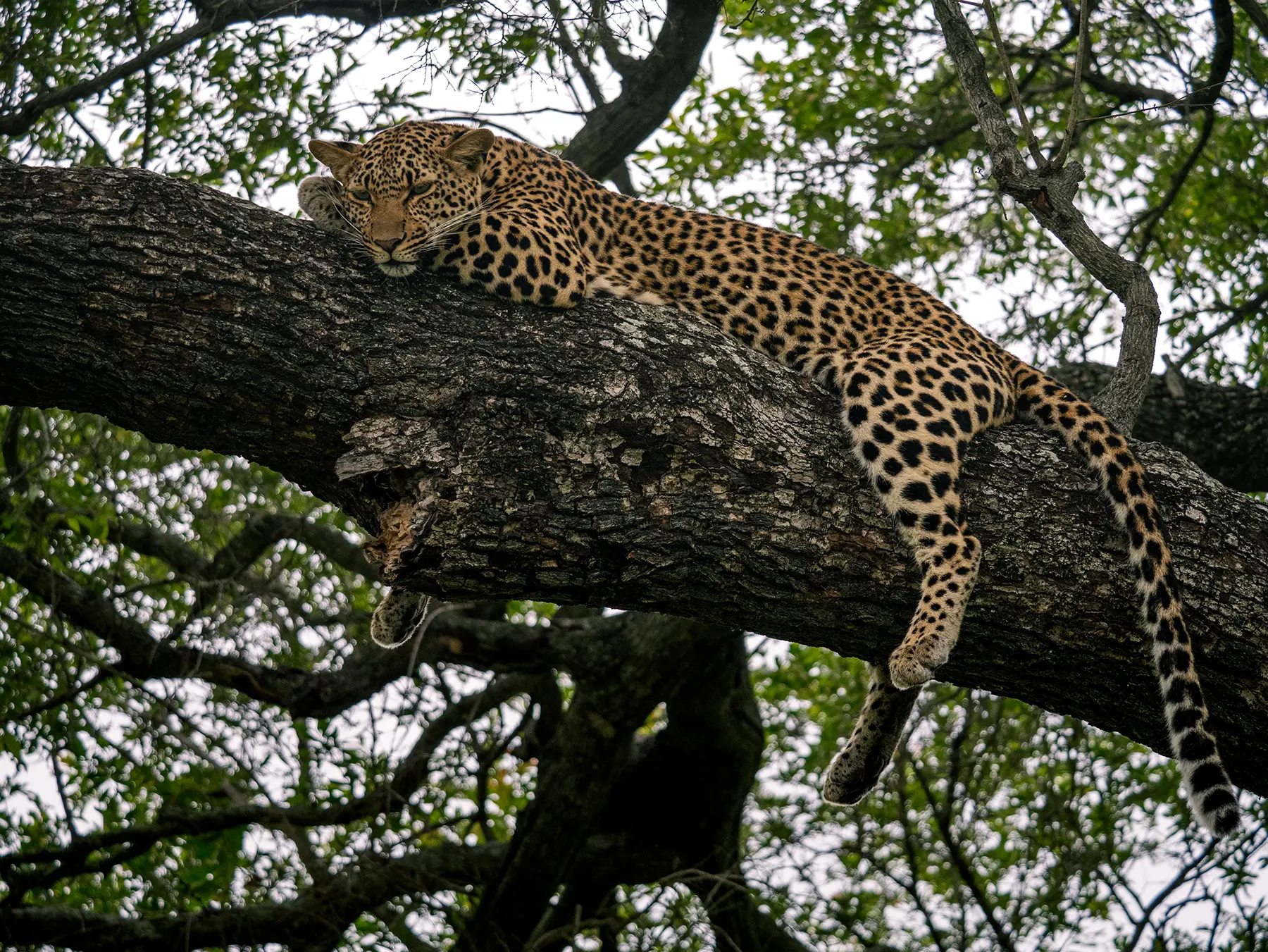 A leopard sleeping on a broad tree branch with its legs dangling on safari in Sabi Sand Game Reserve, South Africa
