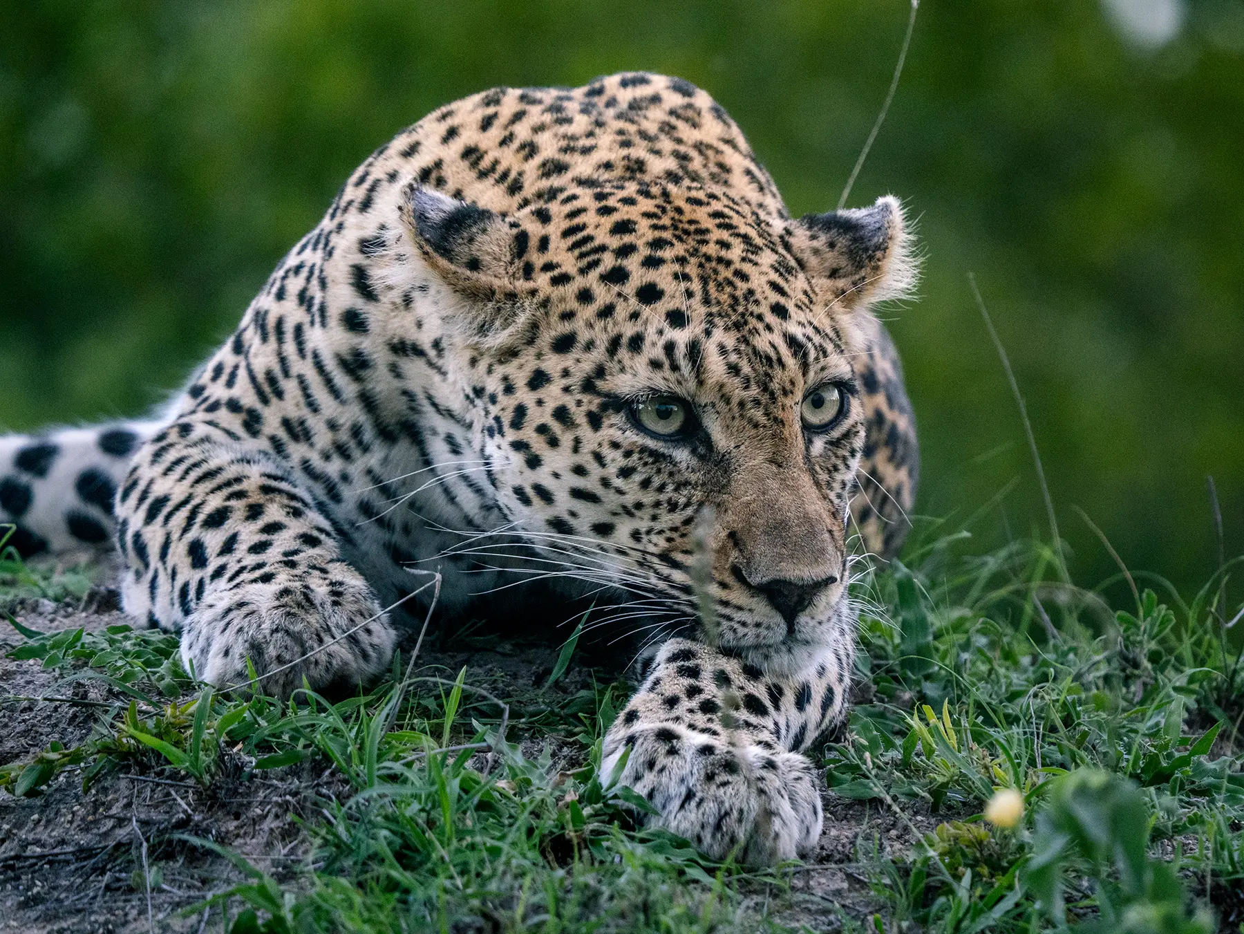 A leopard crouching flat against the ground with eyes locked forward on safari in Sabi Sand Game Reserve, South Africa