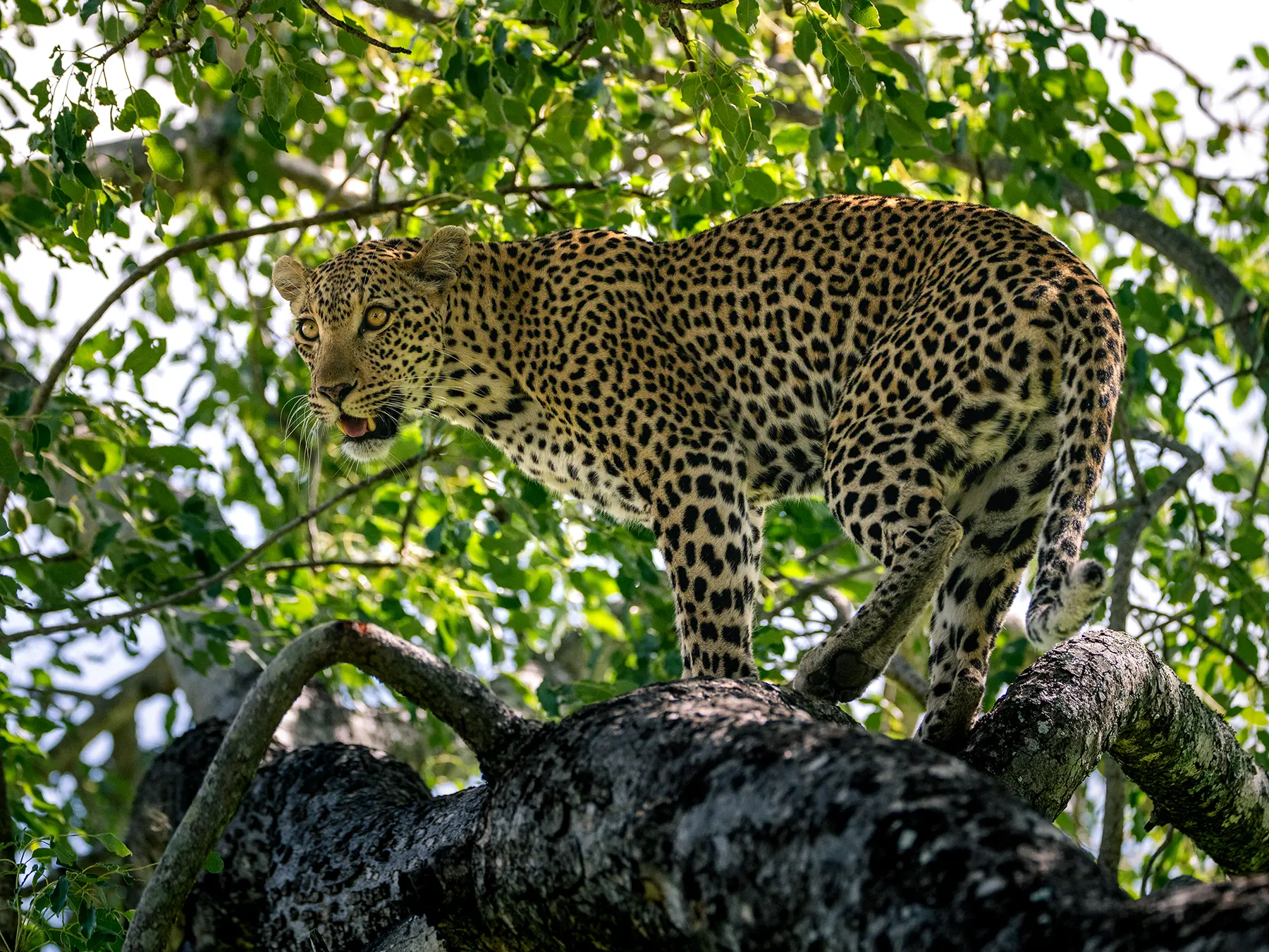A leopard standing on a thick tree branch in full profile on safari in Sabi Sand Game Reserve, South Africa