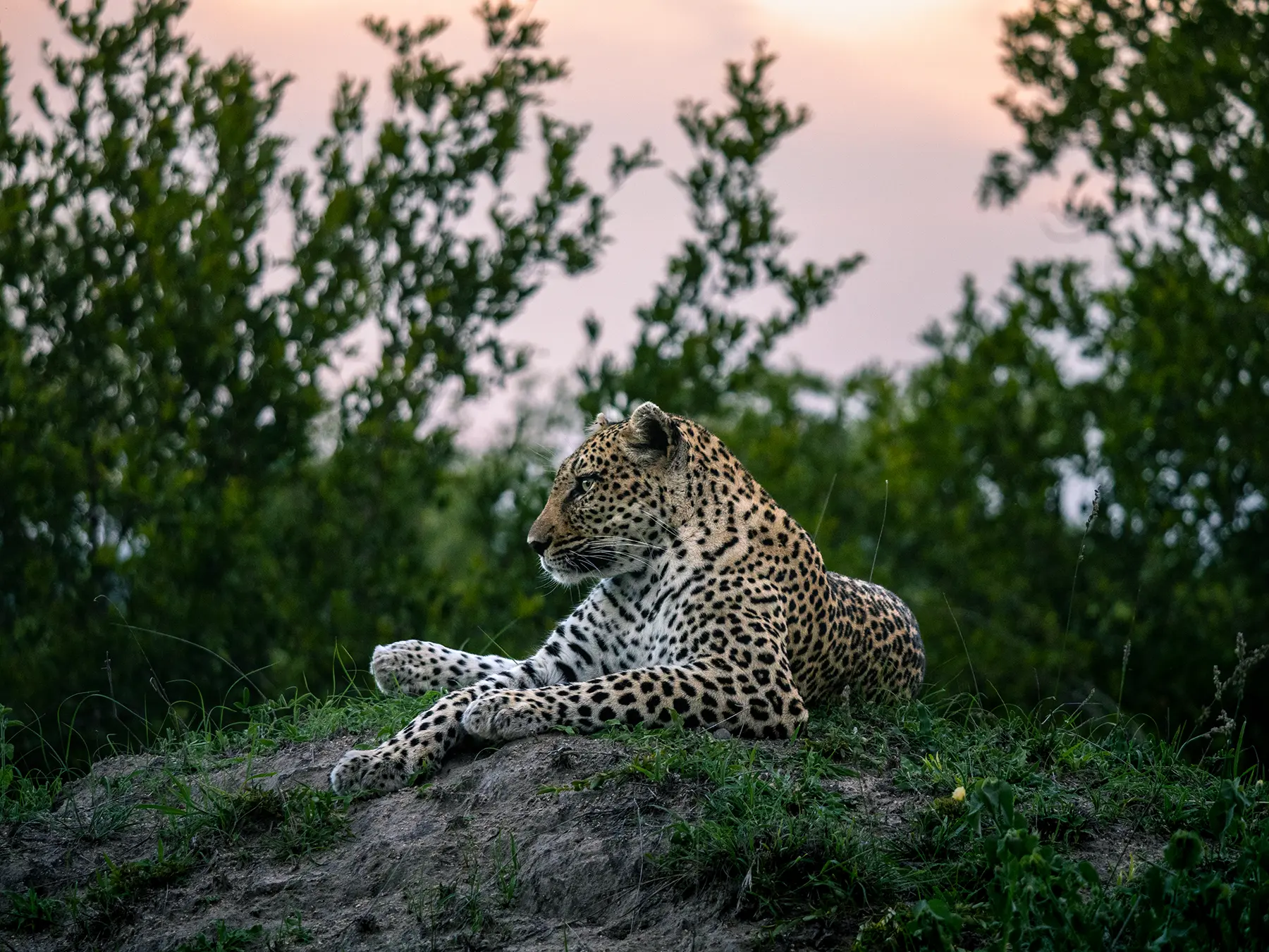 A leopard resting on a termite mound at sunset with green bushes behind it on safari in Sabi Sand Game Reserve, South Africa