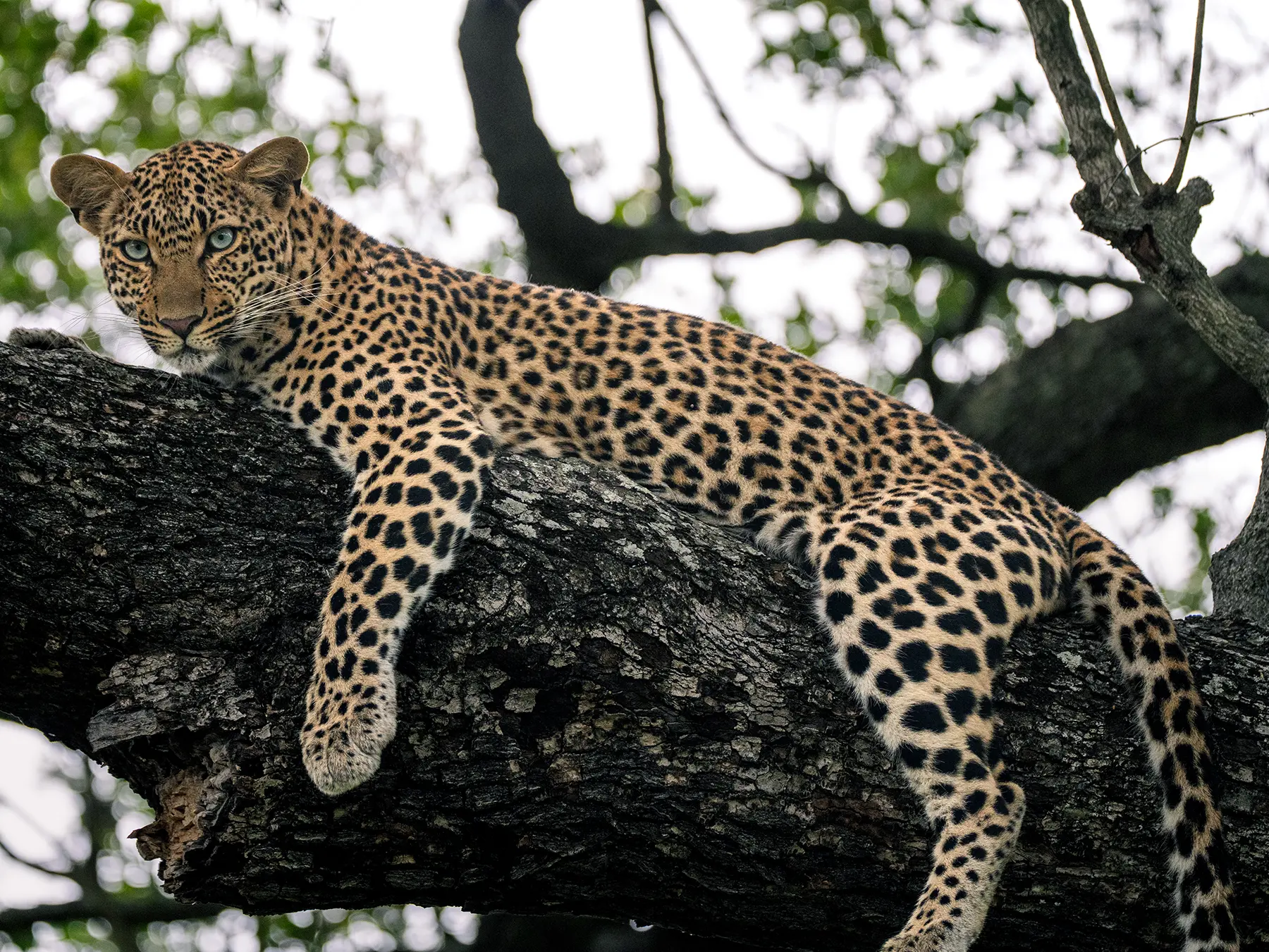 A leopard draped across a thick tree branch looking directly at the camera with blue-green eyes on safari in Sabi Sand Game Reserve, South Africa