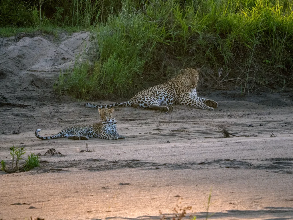 A female leopard and her cub resting on a sandy riverbed on safari in Sabi Sand Game Reserve, South Africa