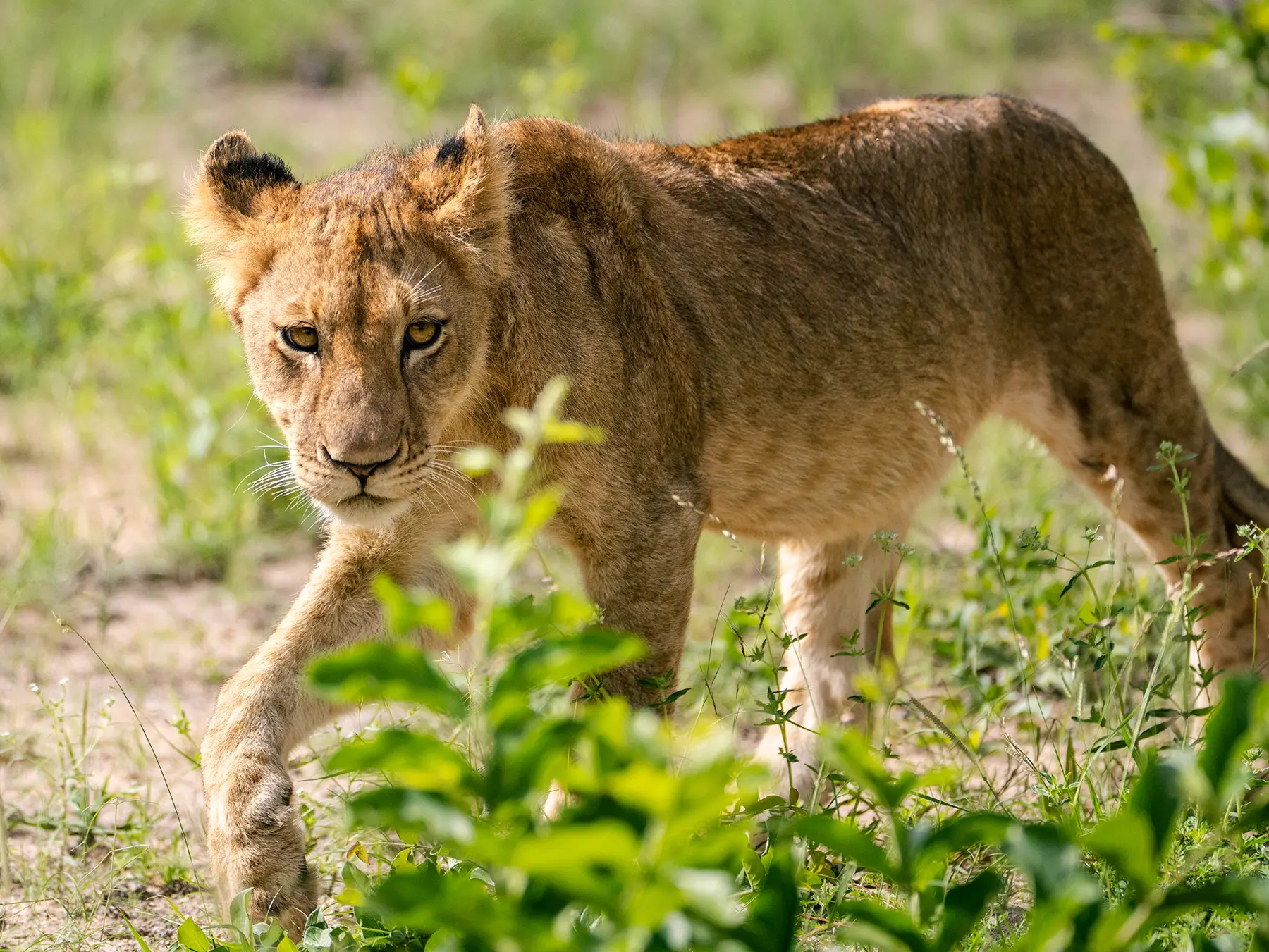 A lion cub walking towards the camera with direct eye contact on safari in Sabi Sand Game Reserve, South Africa