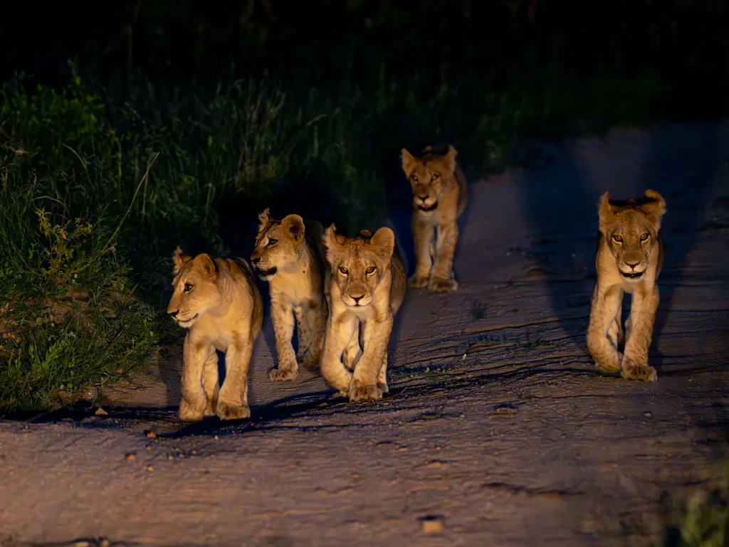 Five lion cubs walking together along a track at night on safari in Sabi Sand Game Reserve, South Africa