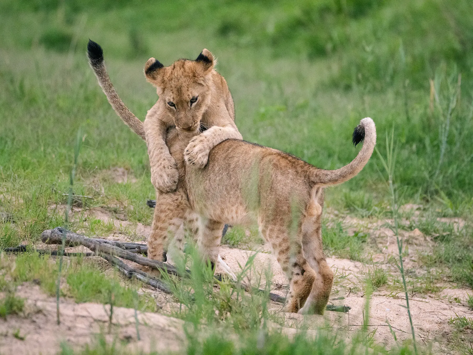Two lion cubs play-wrestling with paws wrapped around each other on a sandy clearing on safari in Sabi Sand Game Reserve, South Africa