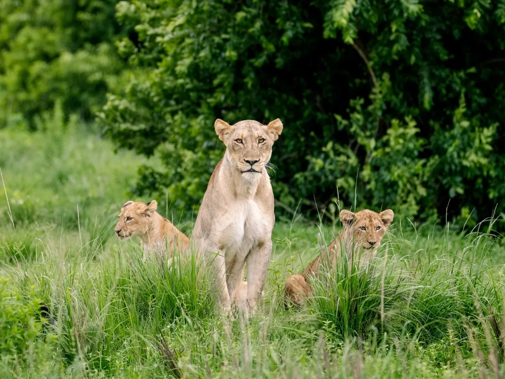 Lioness standing with her cubs in tall green grass on safari in the Sabi Sand Game Reserve, South Africa