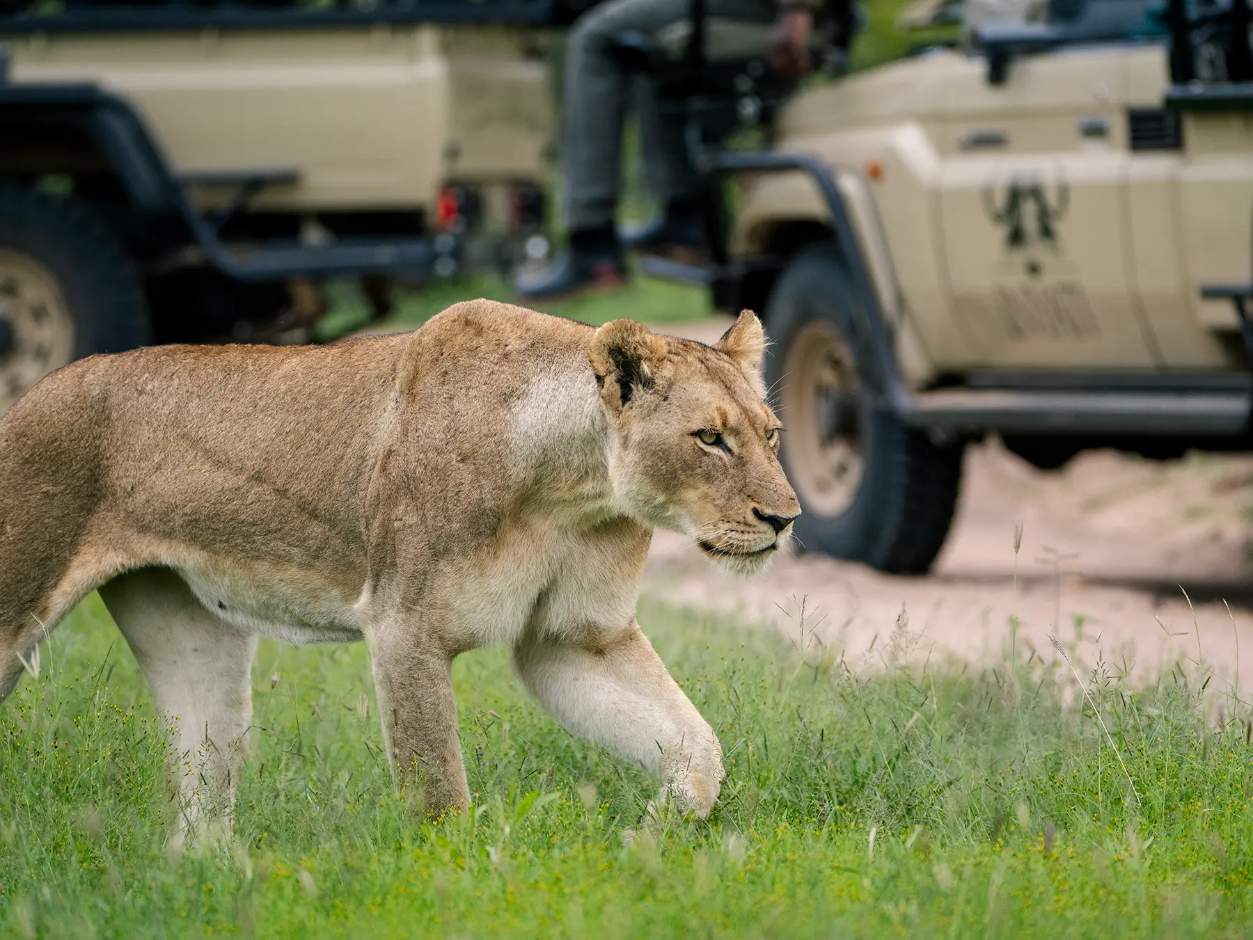 Lioness walking past a game vehicle on safari in the Sabi Sand Game Reserve, South Africa