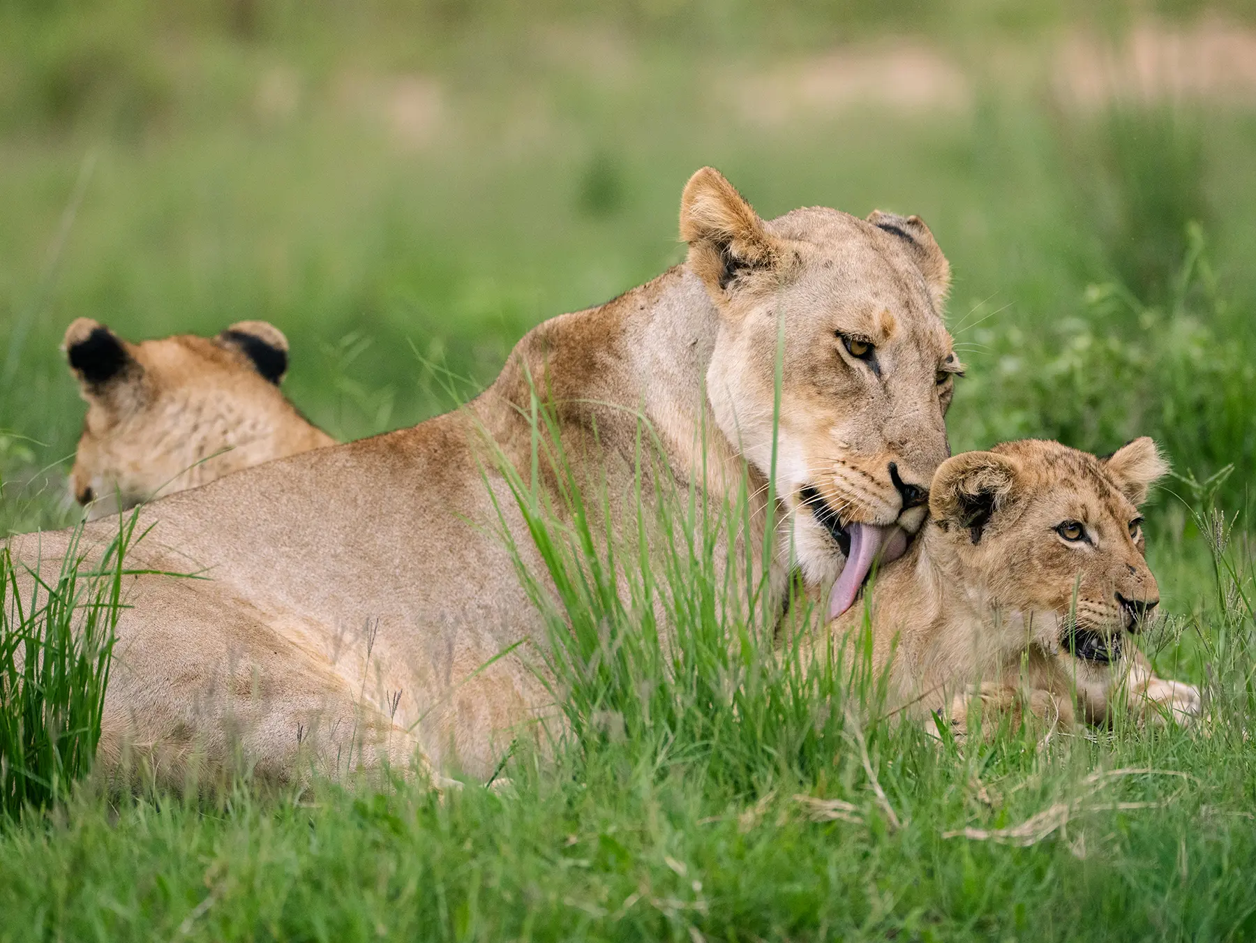 Lioness grooming her cub in green grass with a second cub resting nearby on safari in the Sabi Sand Game Reserve, South Africa