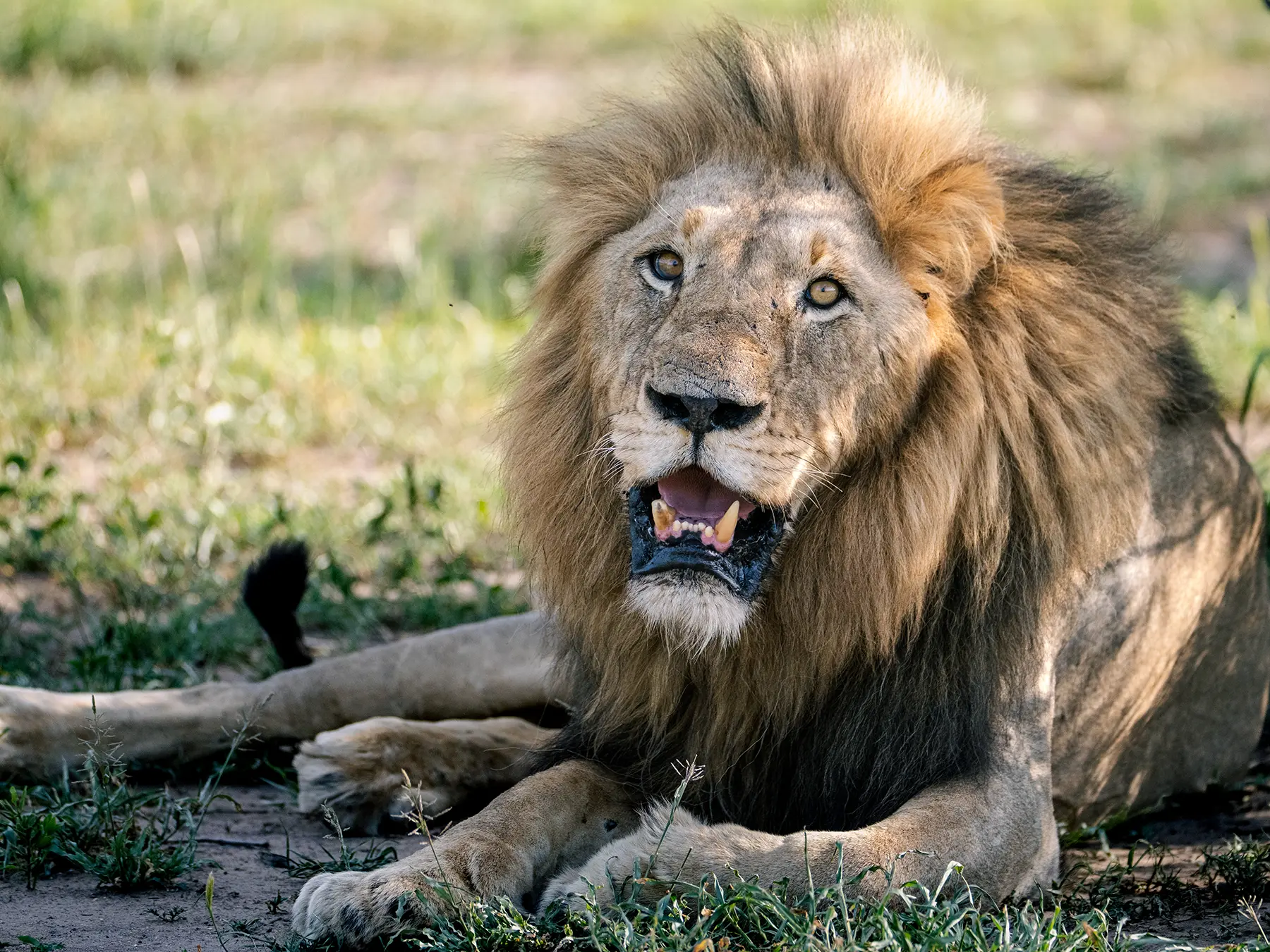 Male lion lying on the ground with his mouth open, panting in dappled shade on safari in Sabi Sand Game Reserve, South Africa